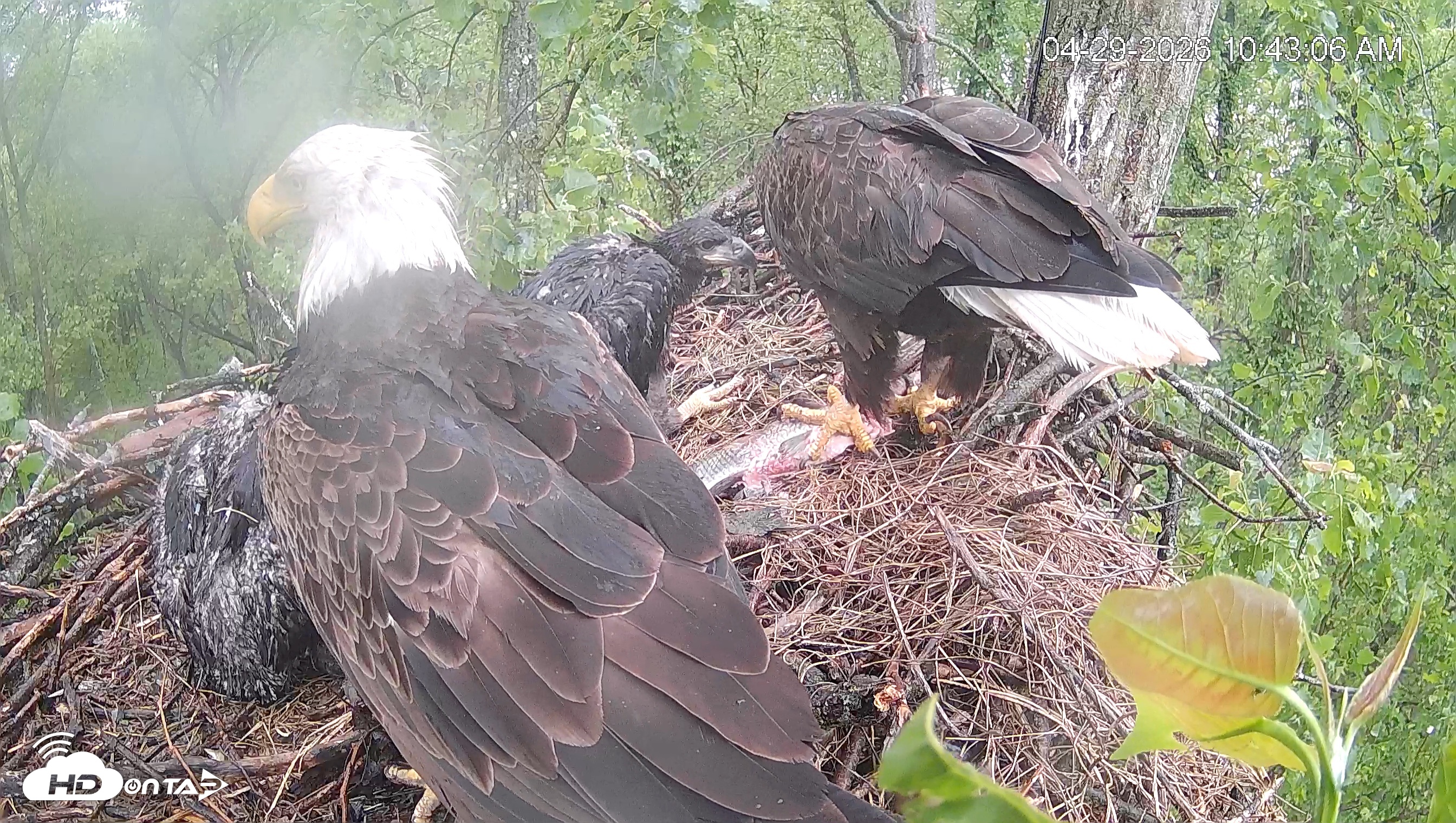 Snapshot of Cardinal Land Conservancy Eagles Live Webcam taken Apr 29, 2026, 10:44am EDT