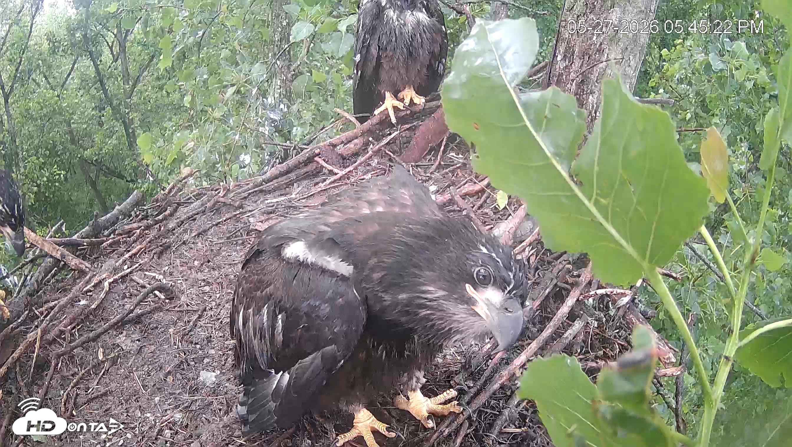 Snapshot of Cardinal Land Conservancy Eagles Live Webcam taken May 27, 2026, 5:46pm EDT