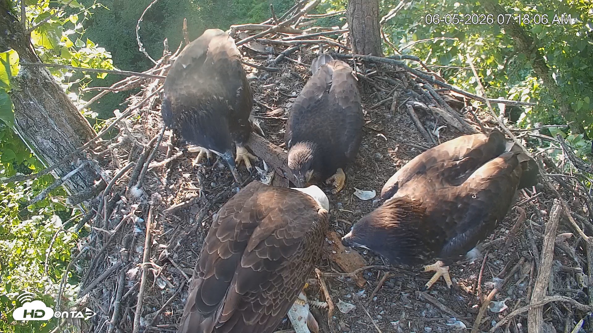 Snapshot of Cardinal Land Conservancy Eagles Live Webcam taken Jun 5, 2026, 7:18am EDT