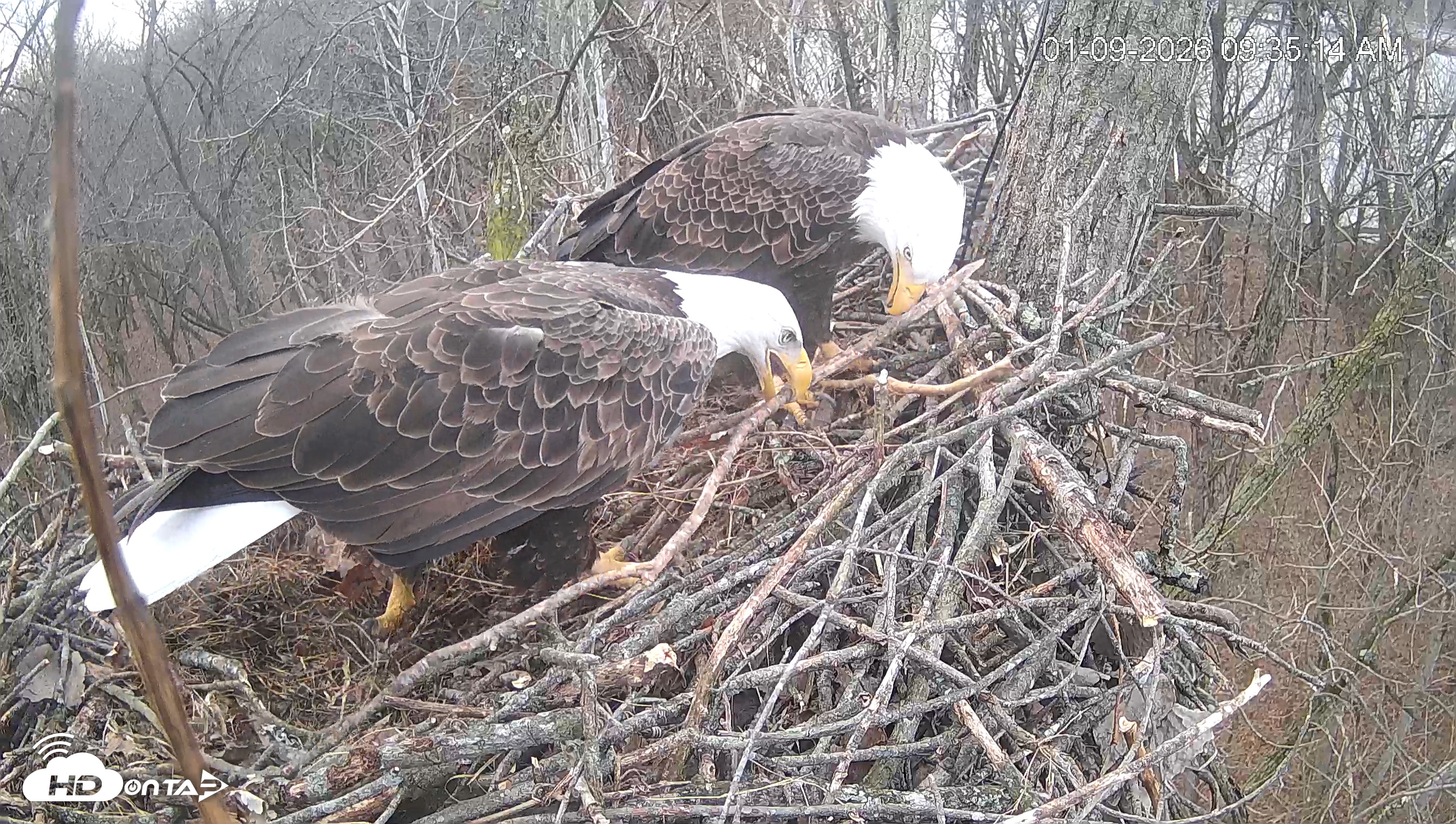 Snapshot of Cardinal Land Conservancy Eagles Live Webcam taken Jan 9, 2026, 9:35am EST