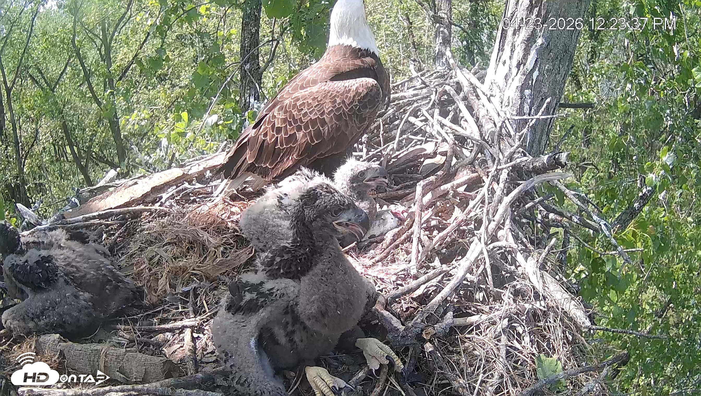 Snapshot of Cardinal Land Conservancy Eagles Live Webcam taken Apr 23, 2026, 12:26pm EDT