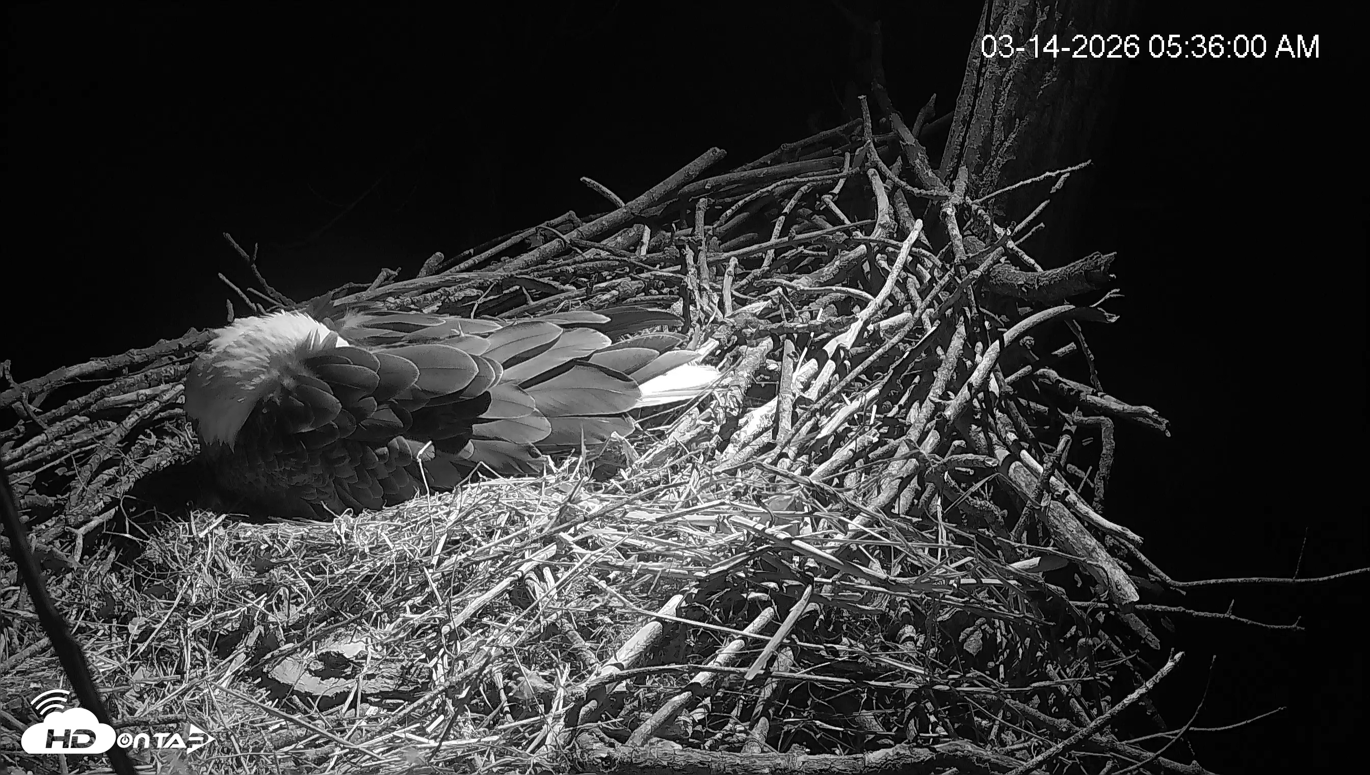 Snapshot of Cardinal Land Conservancy Eagles Live Webcam taken Mar 14, 2026, 5:36am EDT