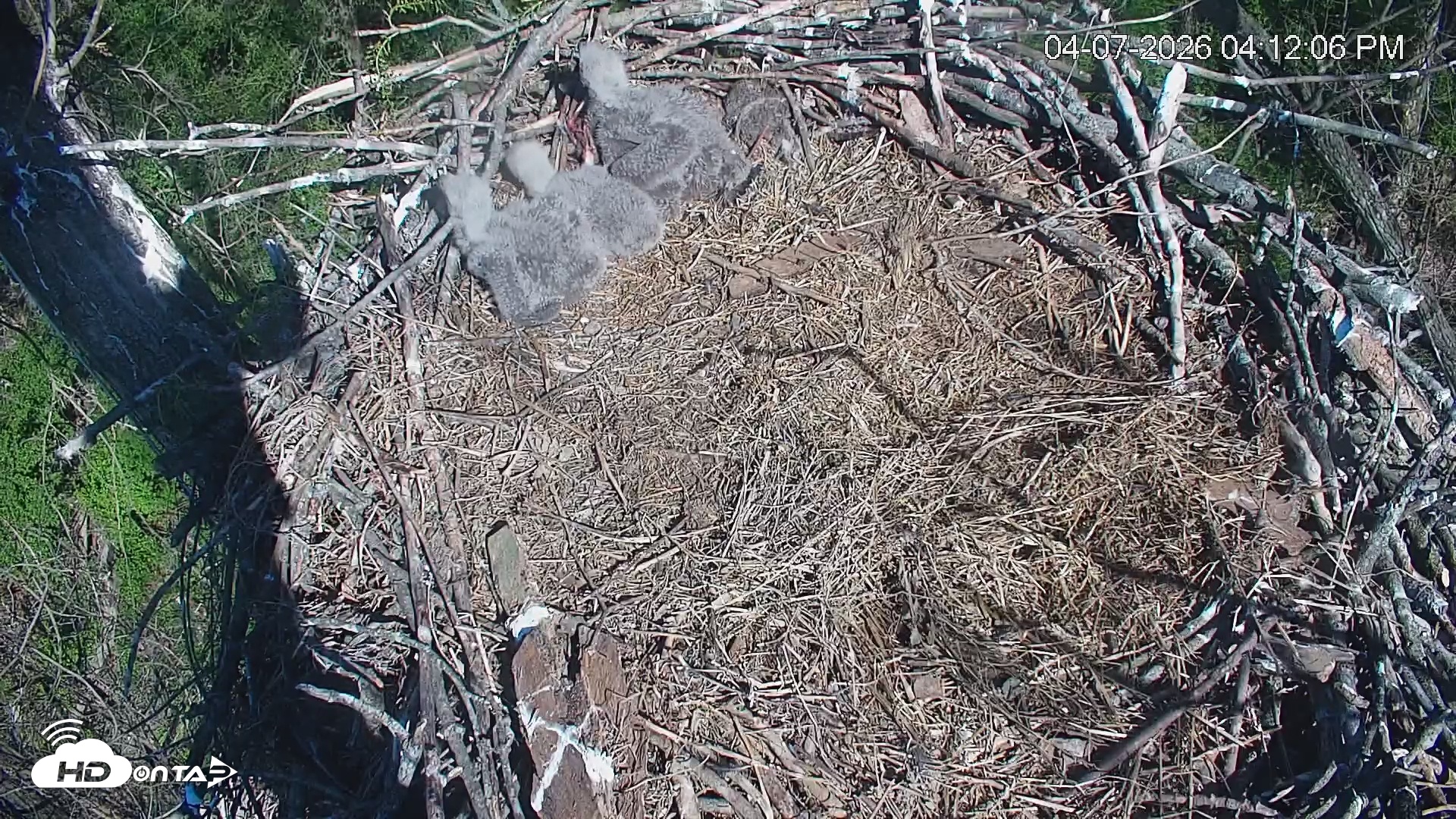 Snapshot of Cardinal Land Conservancy Eagles Live Webcam taken Apr 7, 2026, 4:12pm EDT