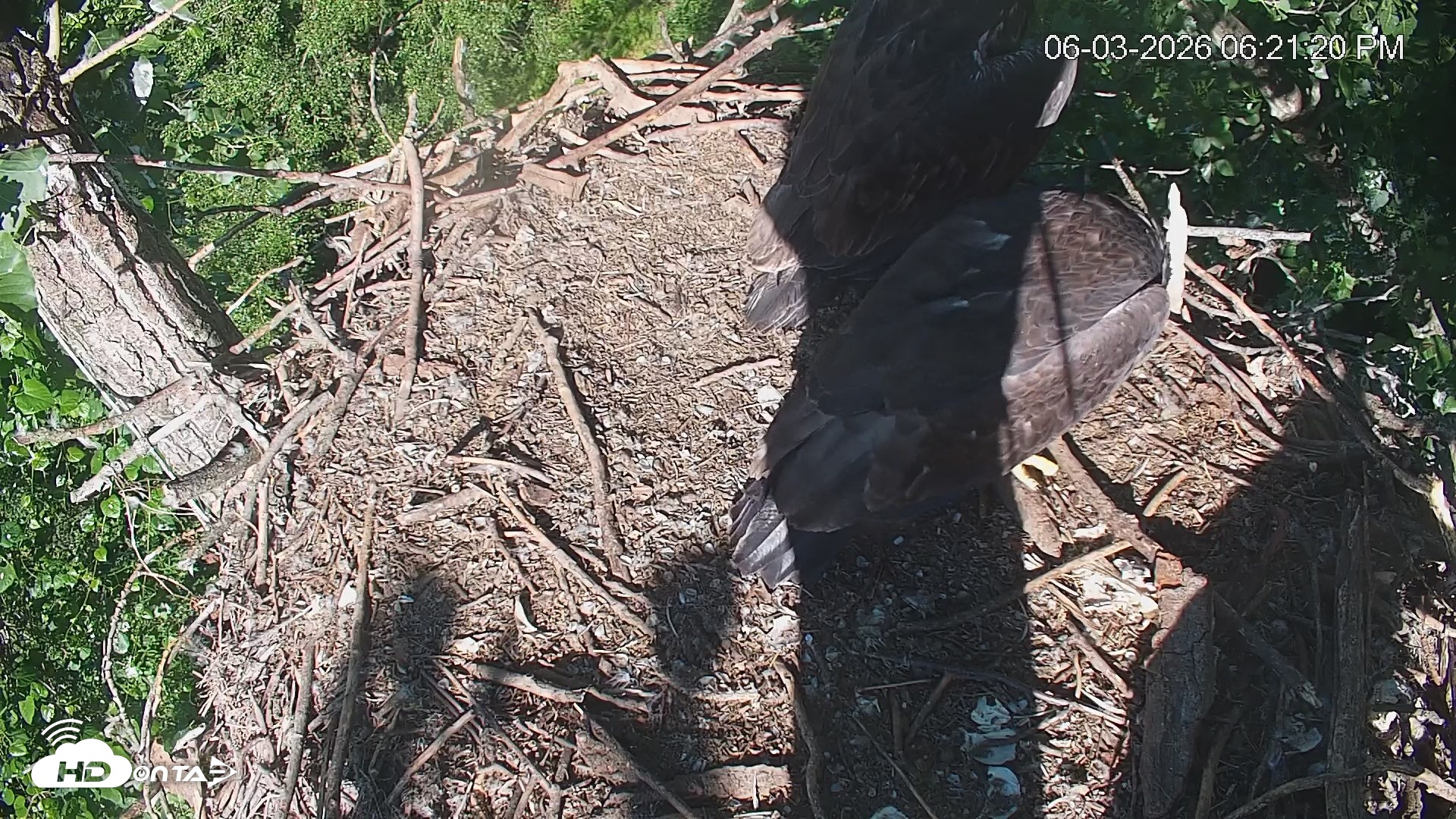 Snapshot of Cardinal Land Conservancy Eagles Live Webcam taken Jun 3, 2026, 6:22pm EDT