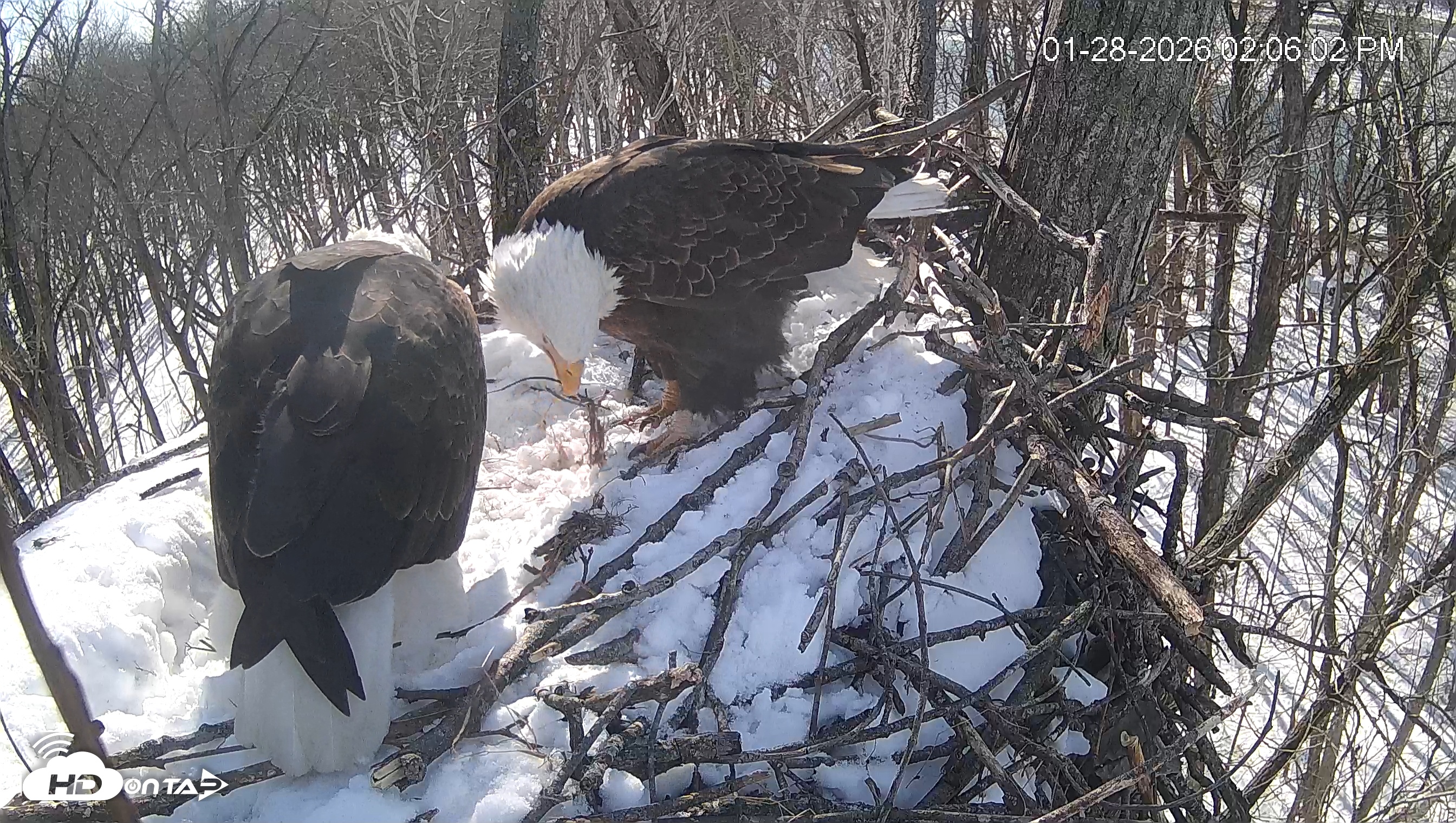 Snapshot of Cardinal Land Conservancy Eagles Live Webcam taken Jan 28, 2026, 2:06pm EST