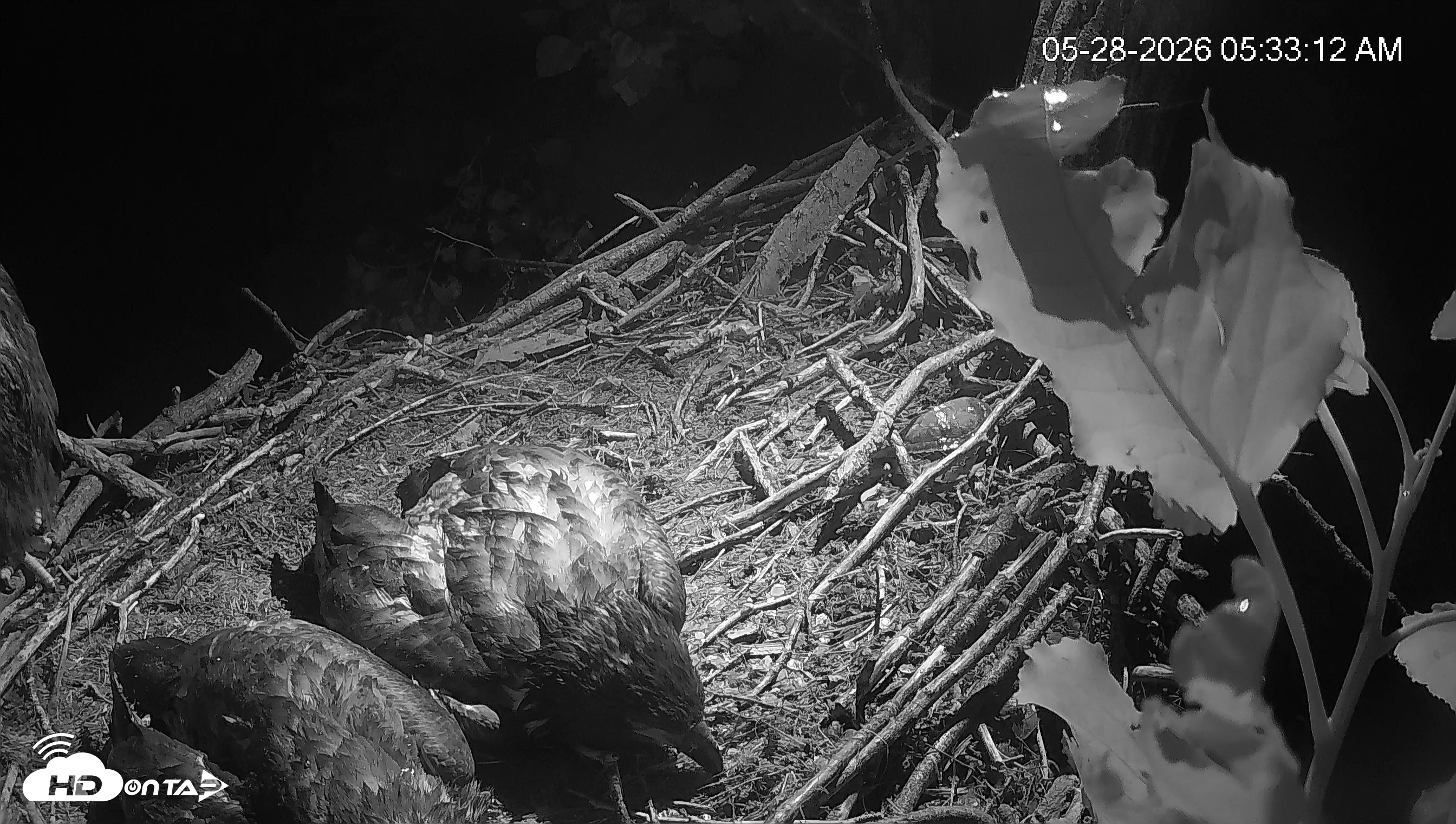 Snapshot of Cardinal Land Conservancy Eagles Live Webcam taken May 28, 2026, 5:33am EDT