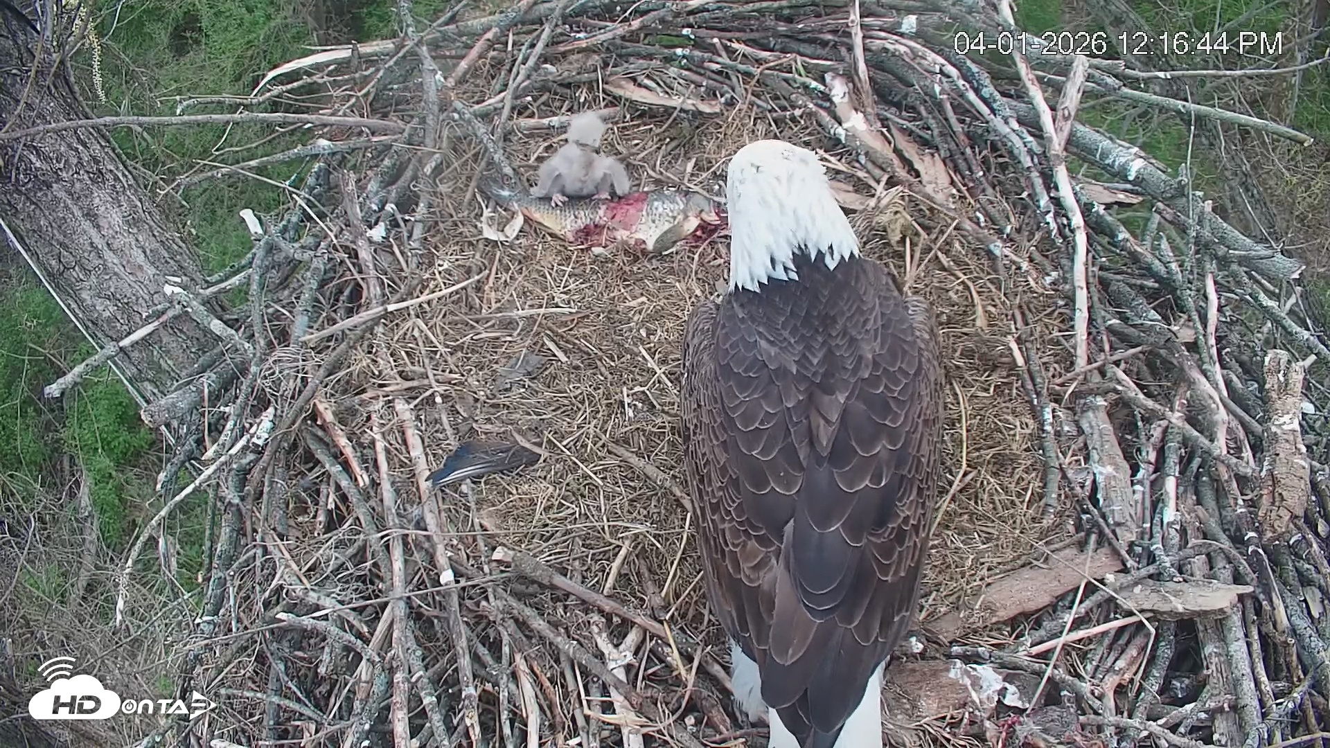 Snapshot of Cardinal Land Conservancy Eagles Live Webcam taken Apr 1, 2026, 12:17pm EDT