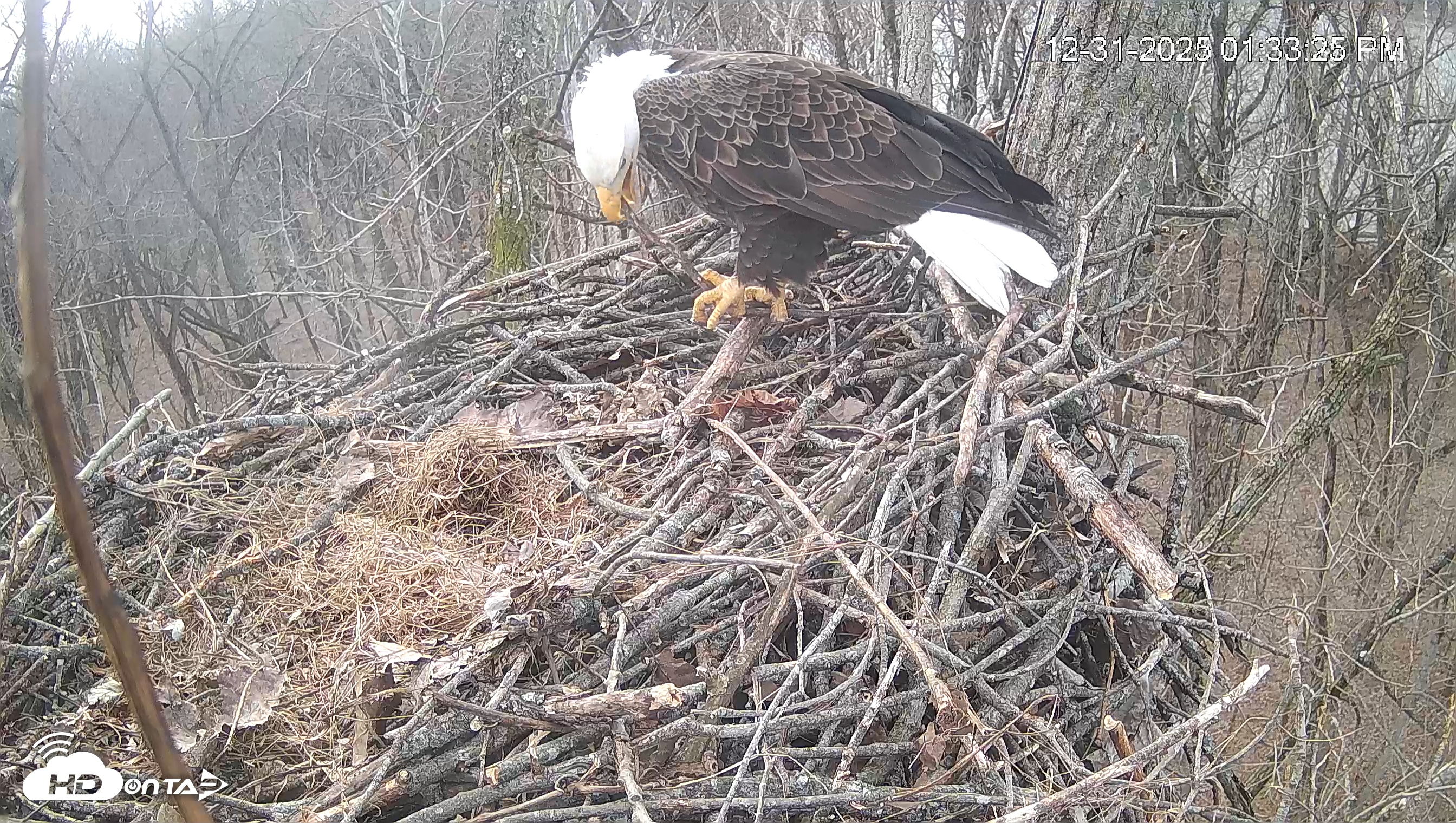 Snapshot of Cardinal Land Conservancy Eagles Live Webcam taken Dec 31, 2025, 1:34pm EST