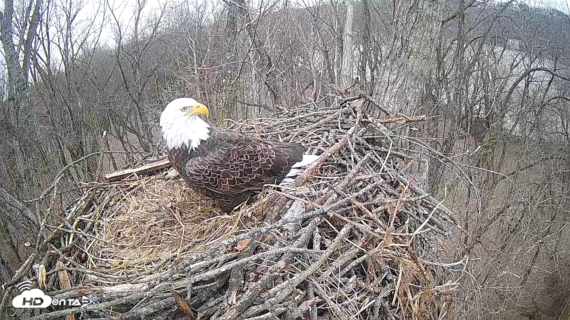 Snapshot of Cardinal Land Conservancy Eagles Live Webcam taken Feb 5, 2025, 9:50am EST