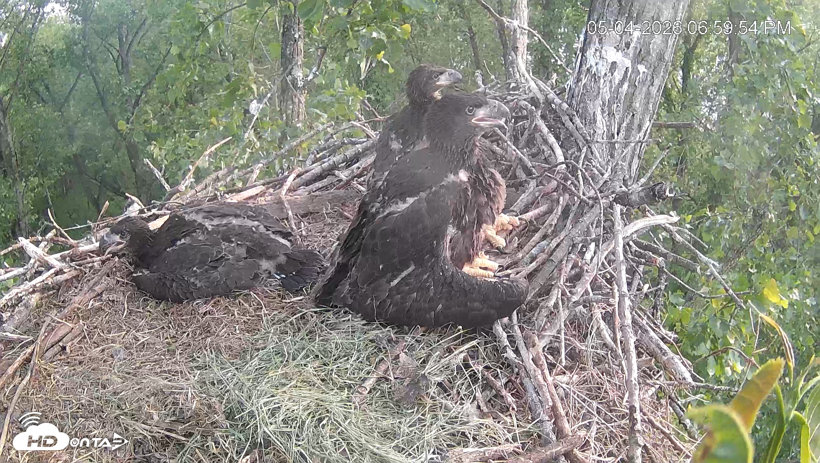 Snapshot of Cardinal Land Conservancy Eagles Live Webcam taken May 4, 2026, 7:00pm EDT
