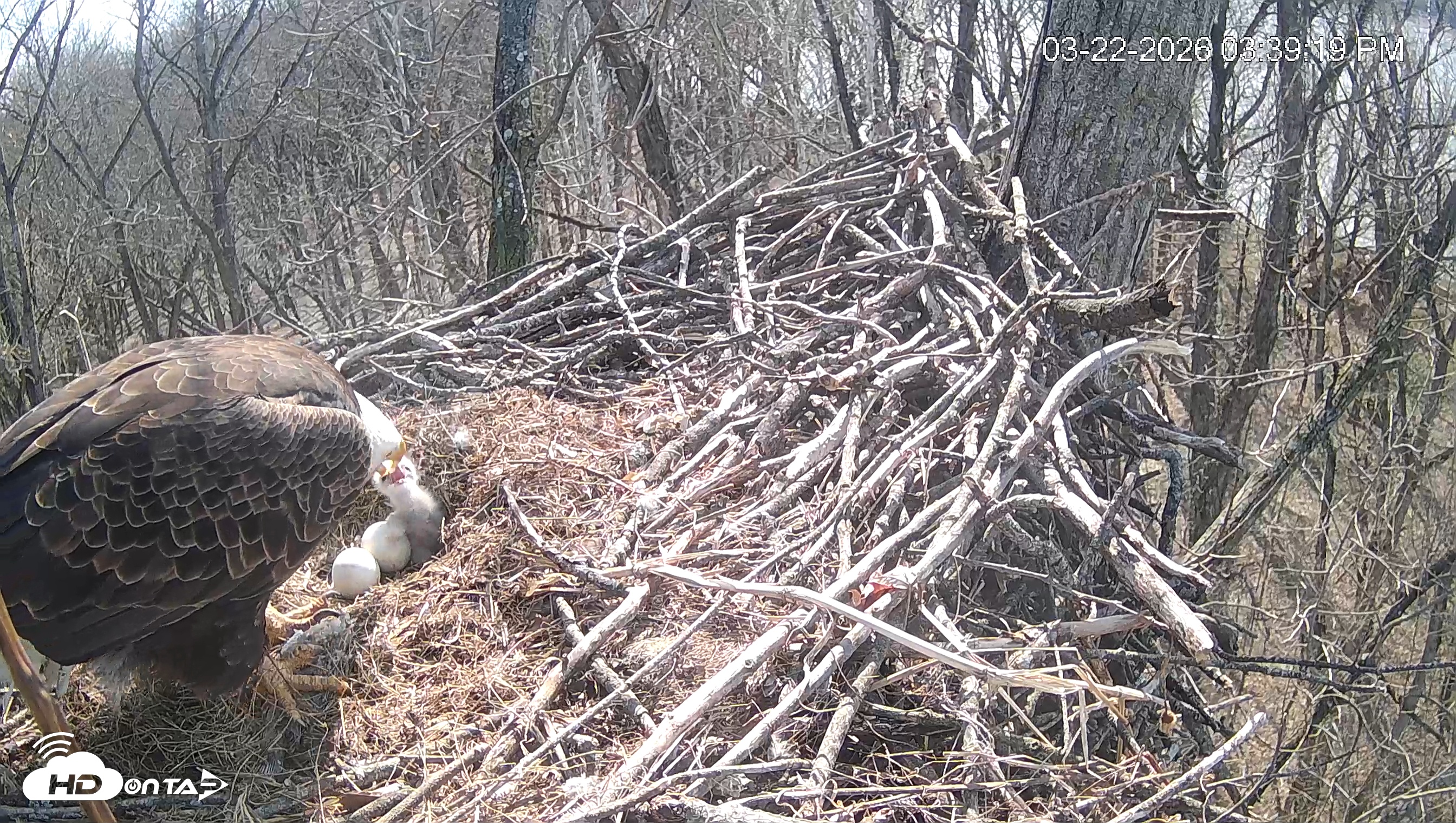 Snapshot of Cardinal Land Conservancy Eagles Live Webcam taken Mar 22, 2026, 3:40pm EDT