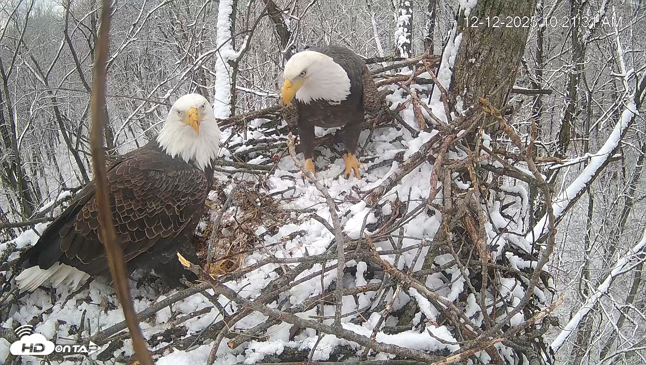 Snapshot of Cardinal Land Conservancy Eagles Live Webcam taken Dec 12, 2025, 10:22am EST
