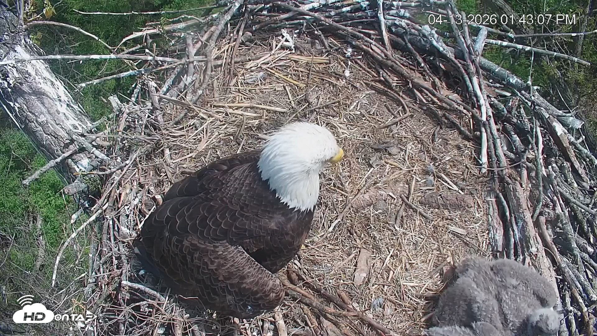 Snapshot of Cardinal Land Conservancy Eagles Live Webcam taken Apr 13, 2026, 1:43pm EDT