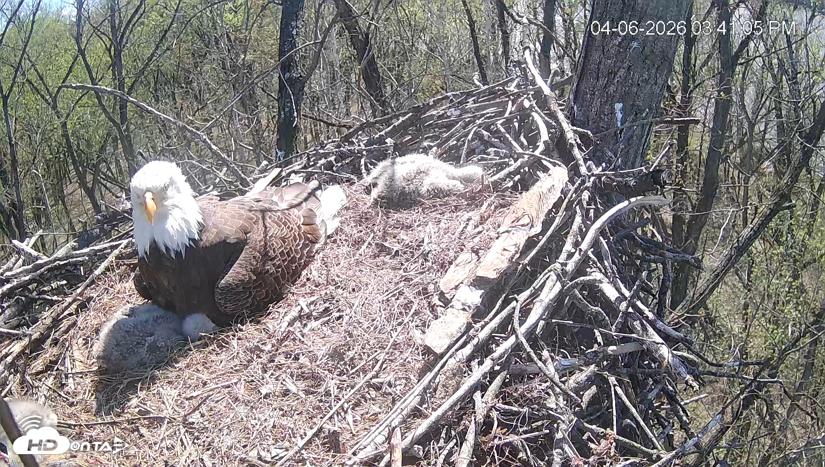 Snapshot of Cardinal Land Conservancy Eagles Live Webcam taken Apr 6, 2026, 3:41pm EDT