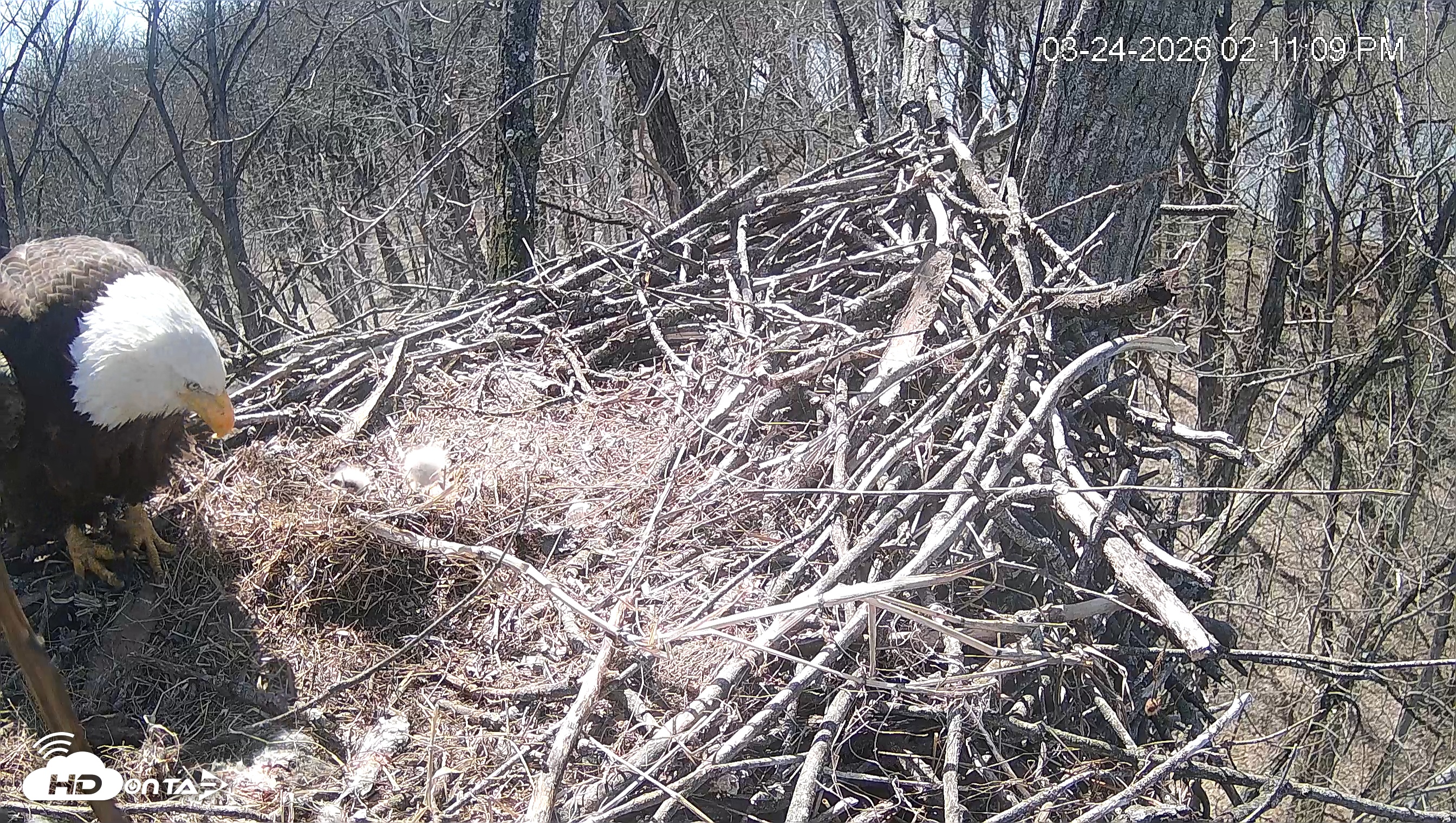 Snapshot of Cardinal Land Conservancy Eagles Live Webcam taken Mar 24, 2026, 2:11pm EDT