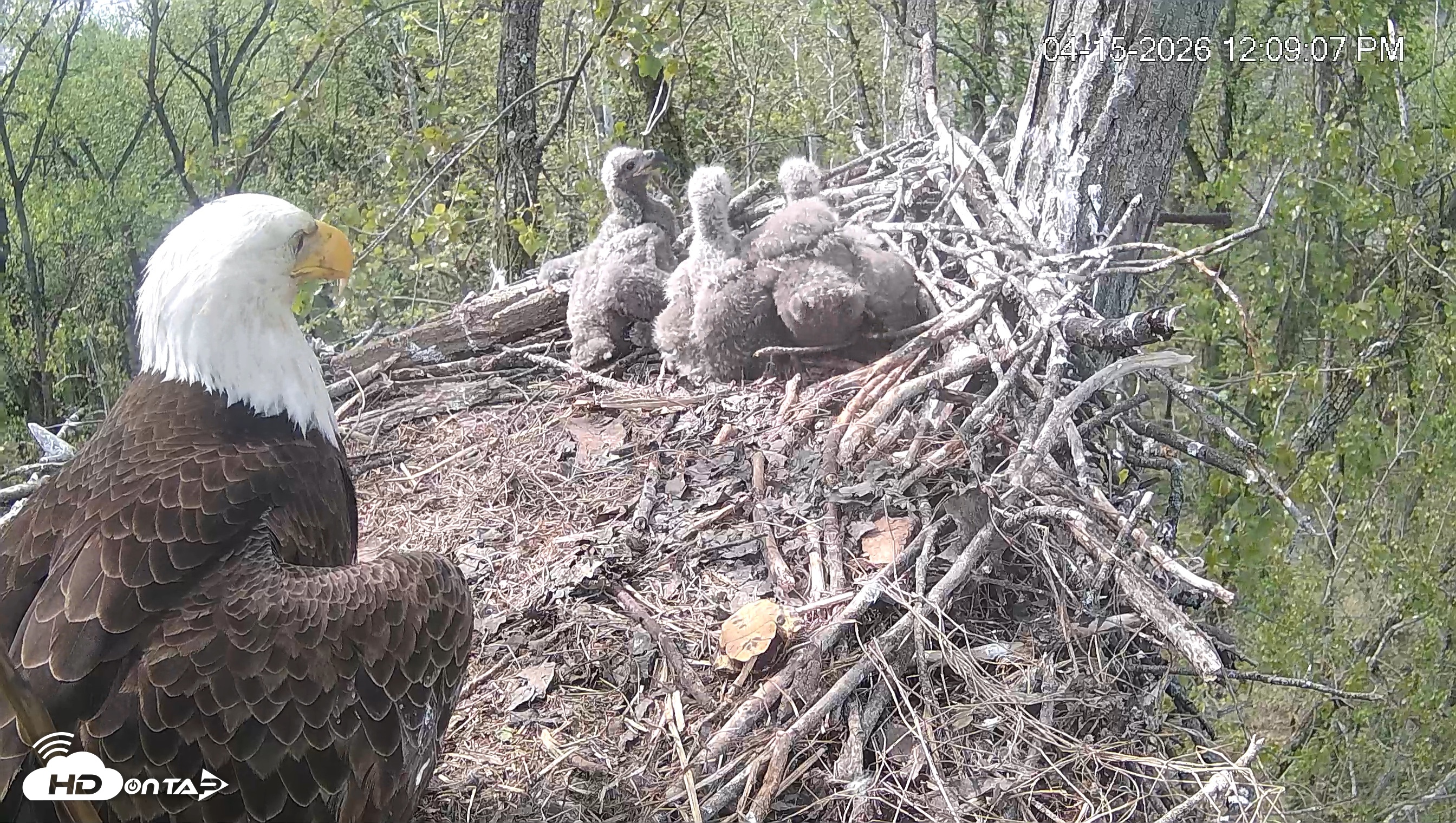 Snapshot of Cardinal Land Conservancy Eagles Live Webcam taken Apr 15, 2026, 12:09pm EDT