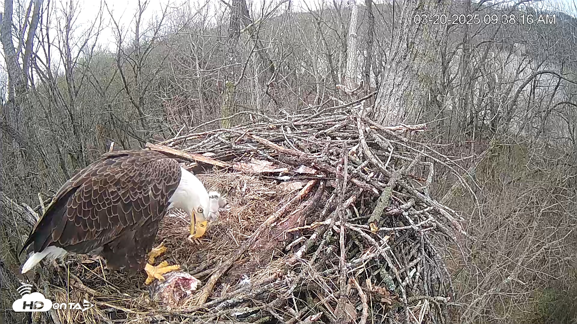 Snapshot of Cardinal Land Conservancy Eagles Live Webcam taken Mar 20, 2025, 9:39am EDT
