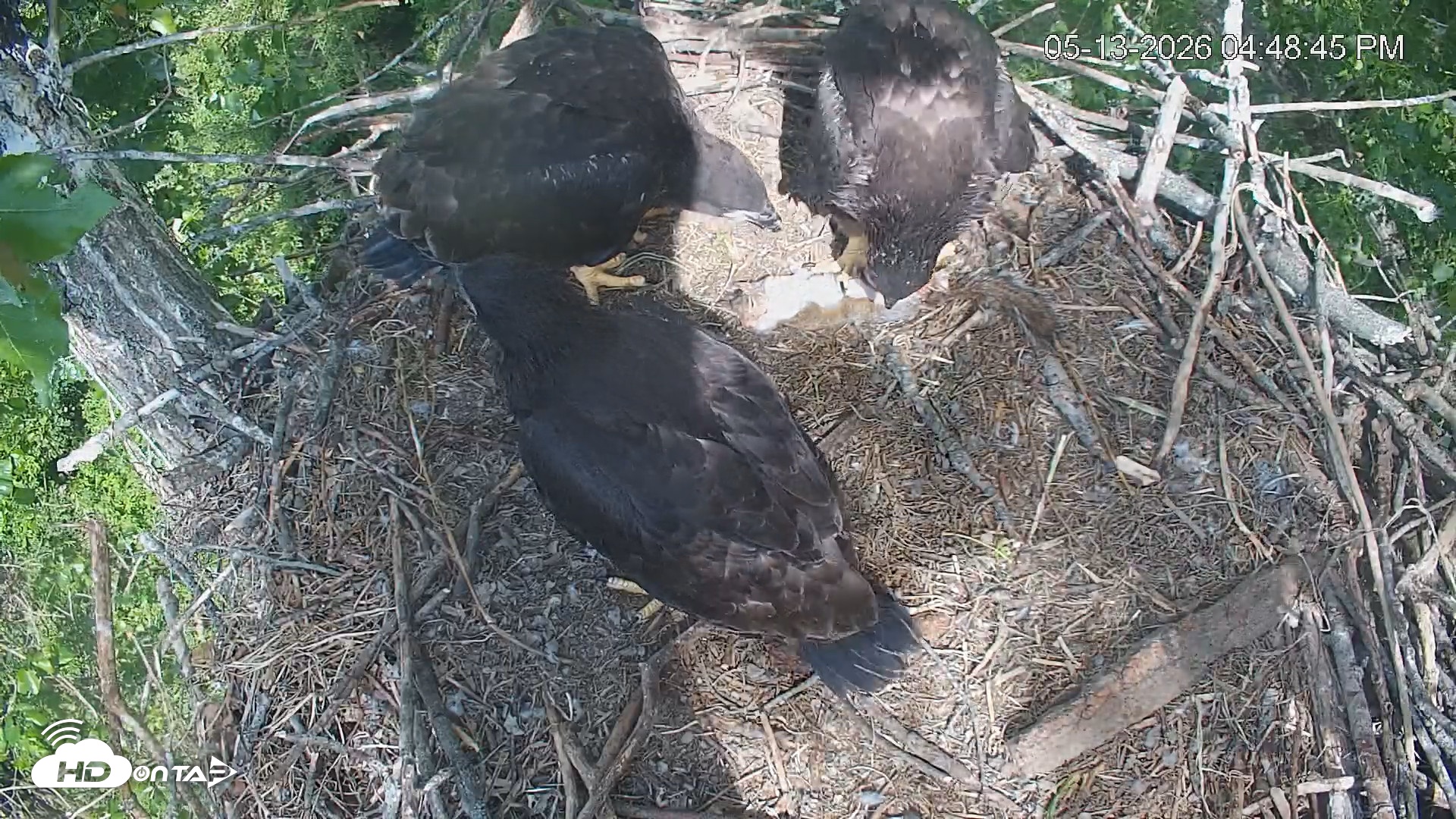 Snapshot of Cardinal Land Conservancy Eagles Live Webcam taken May 13, 2026, 4:50pm EDT
