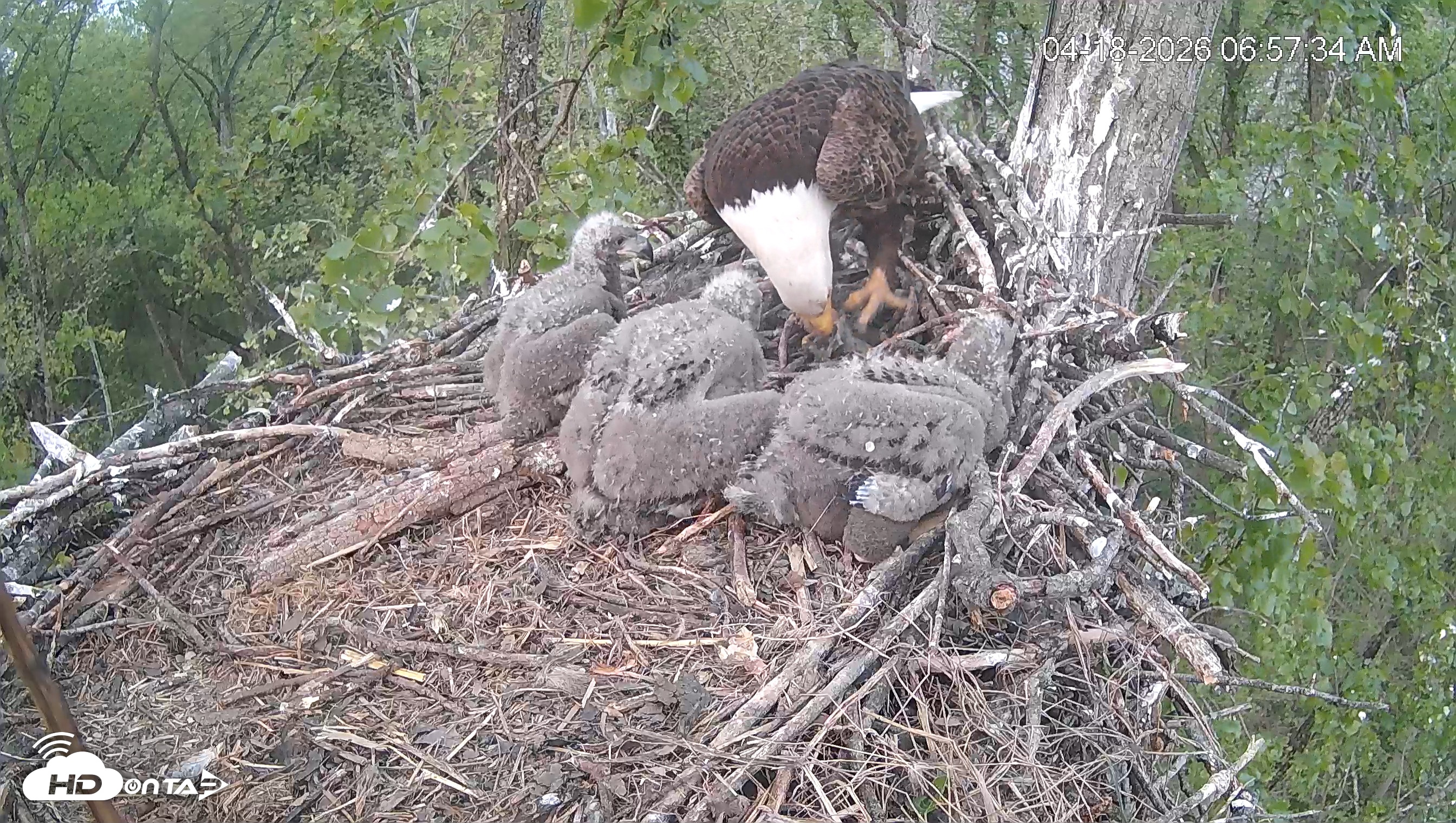Snapshot of Cardinal Land Conservancy Eagles Live Webcam taken Apr 18, 2026, 6:58am EDT