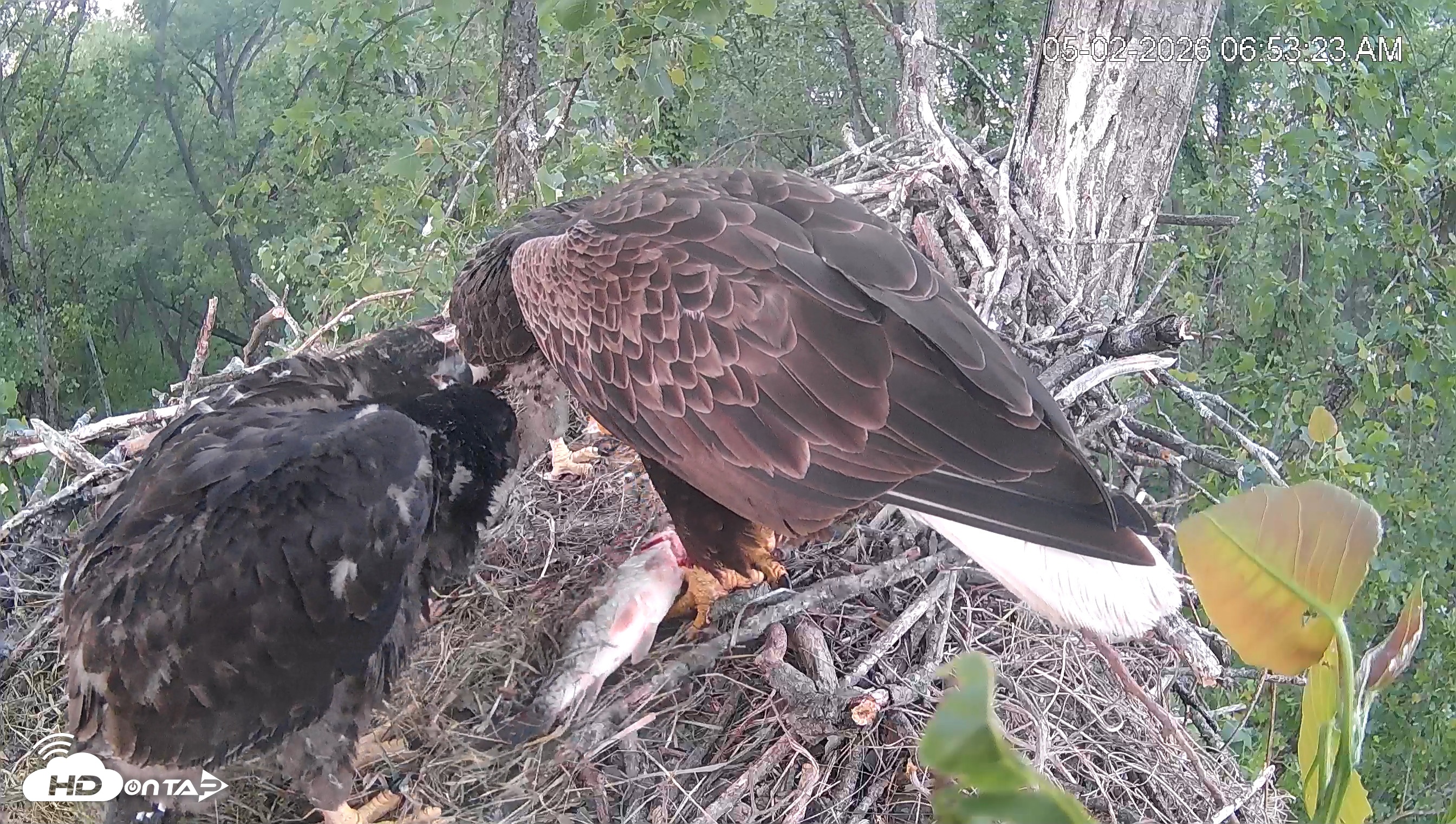 Snapshot of Cardinal Land Conservancy Eagles Live Webcam taken May 2, 2026, 6:54am EDT