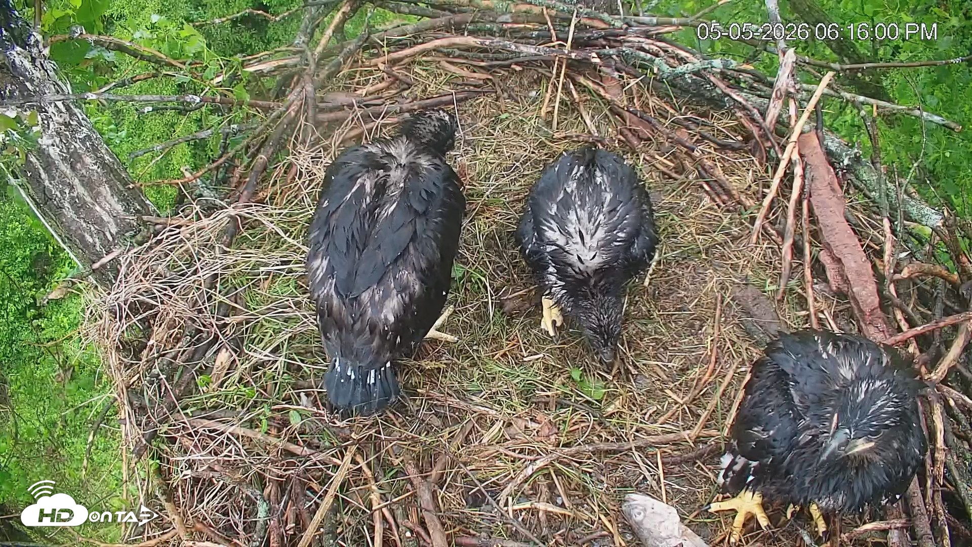 Snapshot of Cardinal Land Conservancy Eagles Live Webcam taken May 5, 2026, 6:16pm EDT
