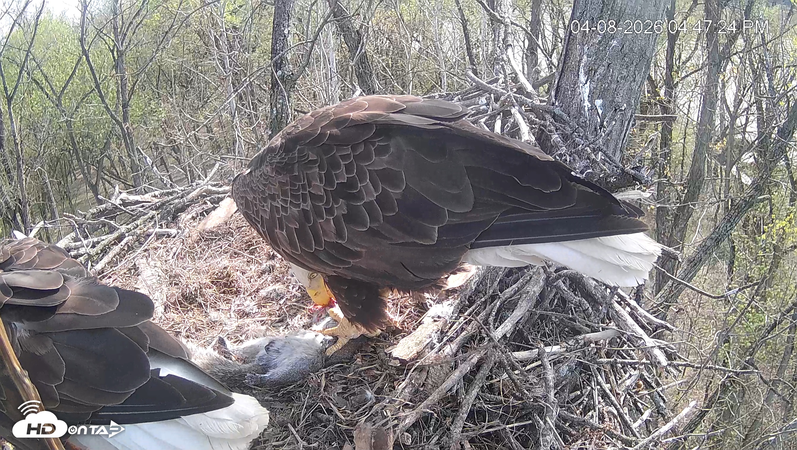 Snapshot of Cardinal Land Conservancy Eagles Live Webcam taken Apr 8, 2026, 4:48pm EDT