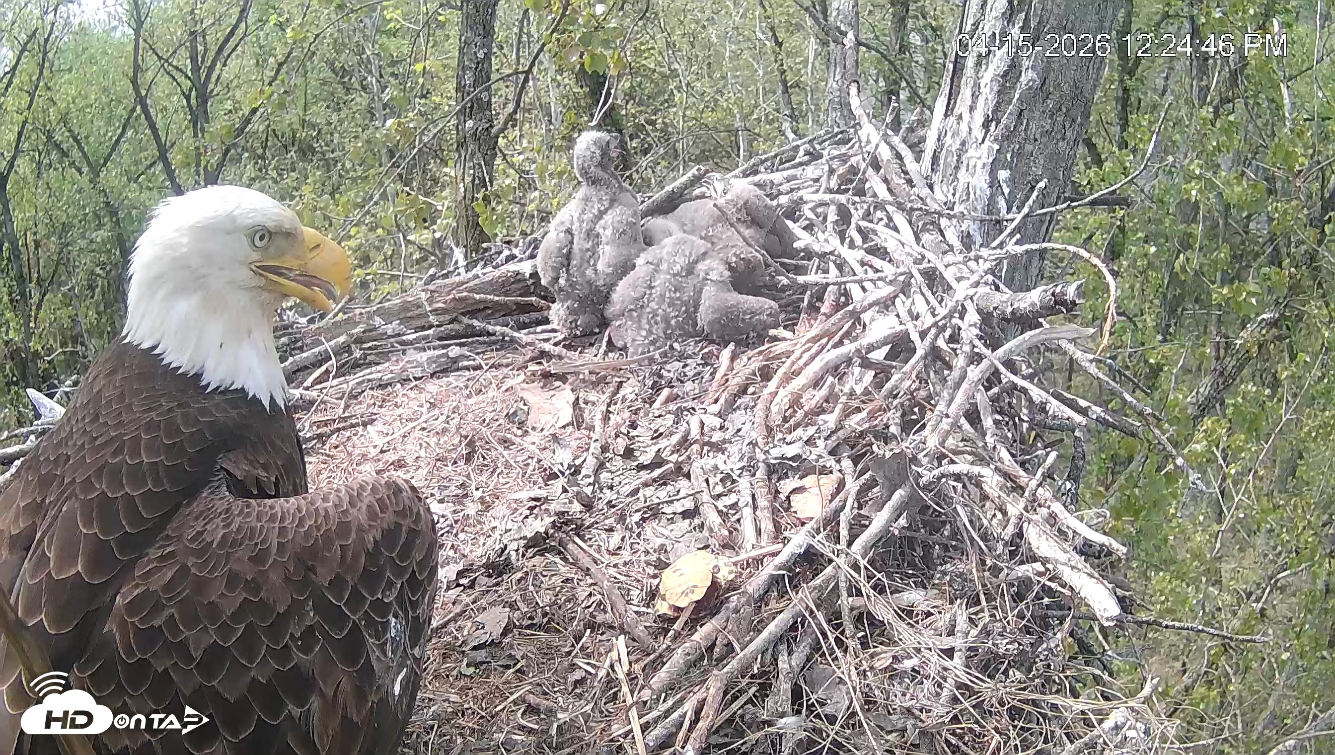 Snapshot of Cardinal Land Conservancy Eagles Live Webcam taken Apr 15, 2026, 12:25pm EDT