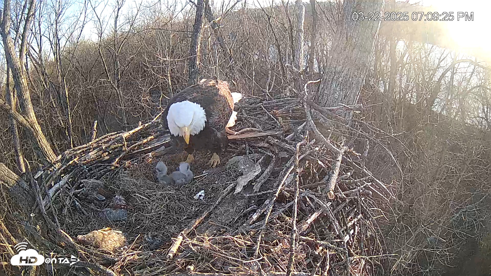 Snapshot of Cardinal Land Conservancy Eagles Live Webcam taken Mar 22, 2025, 7:10pm EDT