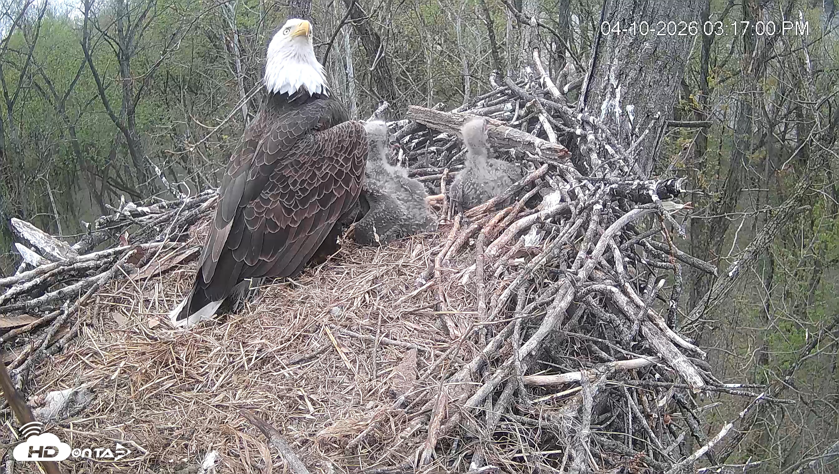 Snapshot of Cardinal Land Conservancy Eagles Live Webcam taken Apr 10, 2026, 3:19pm EDT