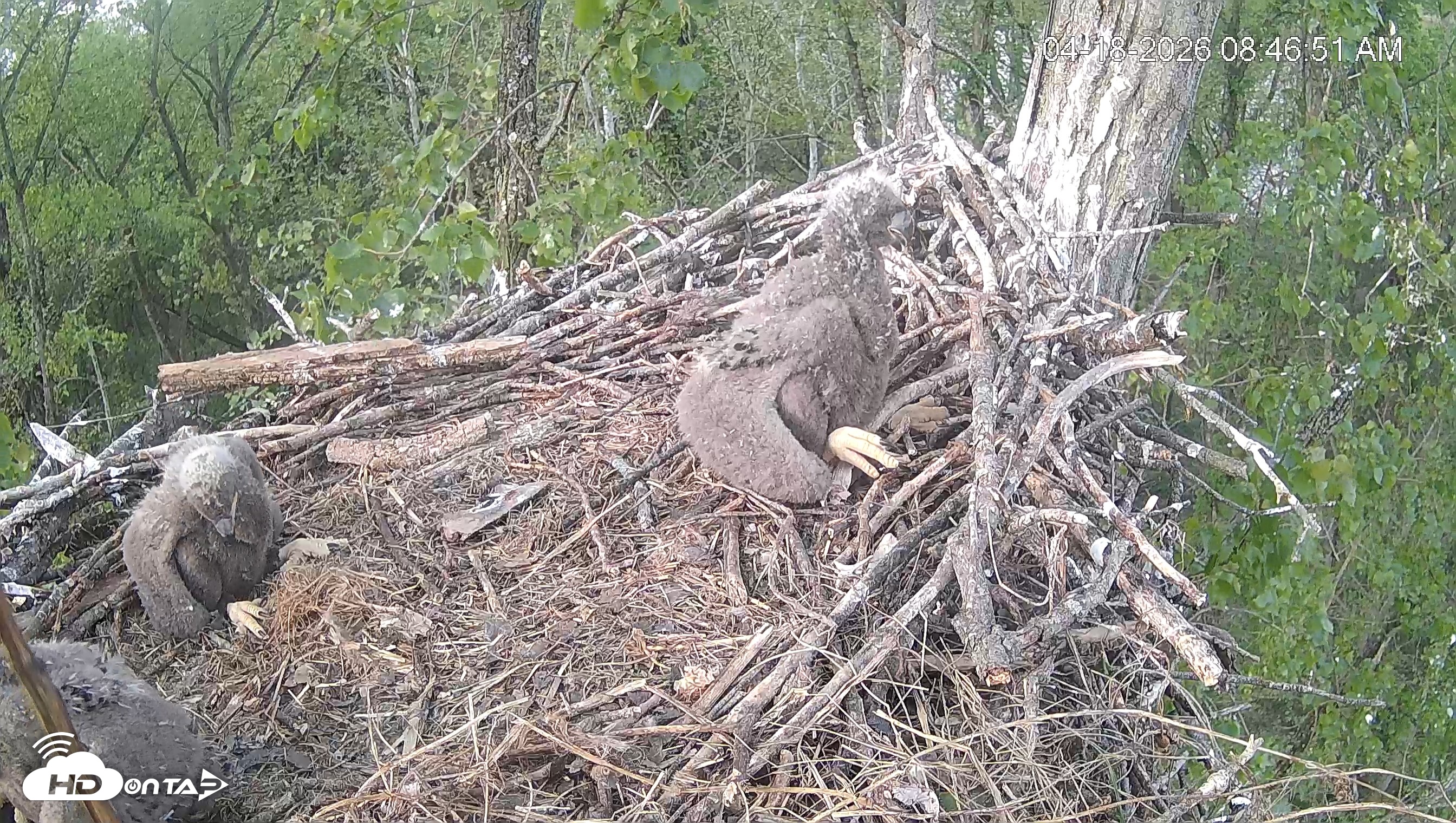 Snapshot of Cardinal Land Conservancy Eagles Live Webcam taken Apr 18, 2026, 8:48am EDT