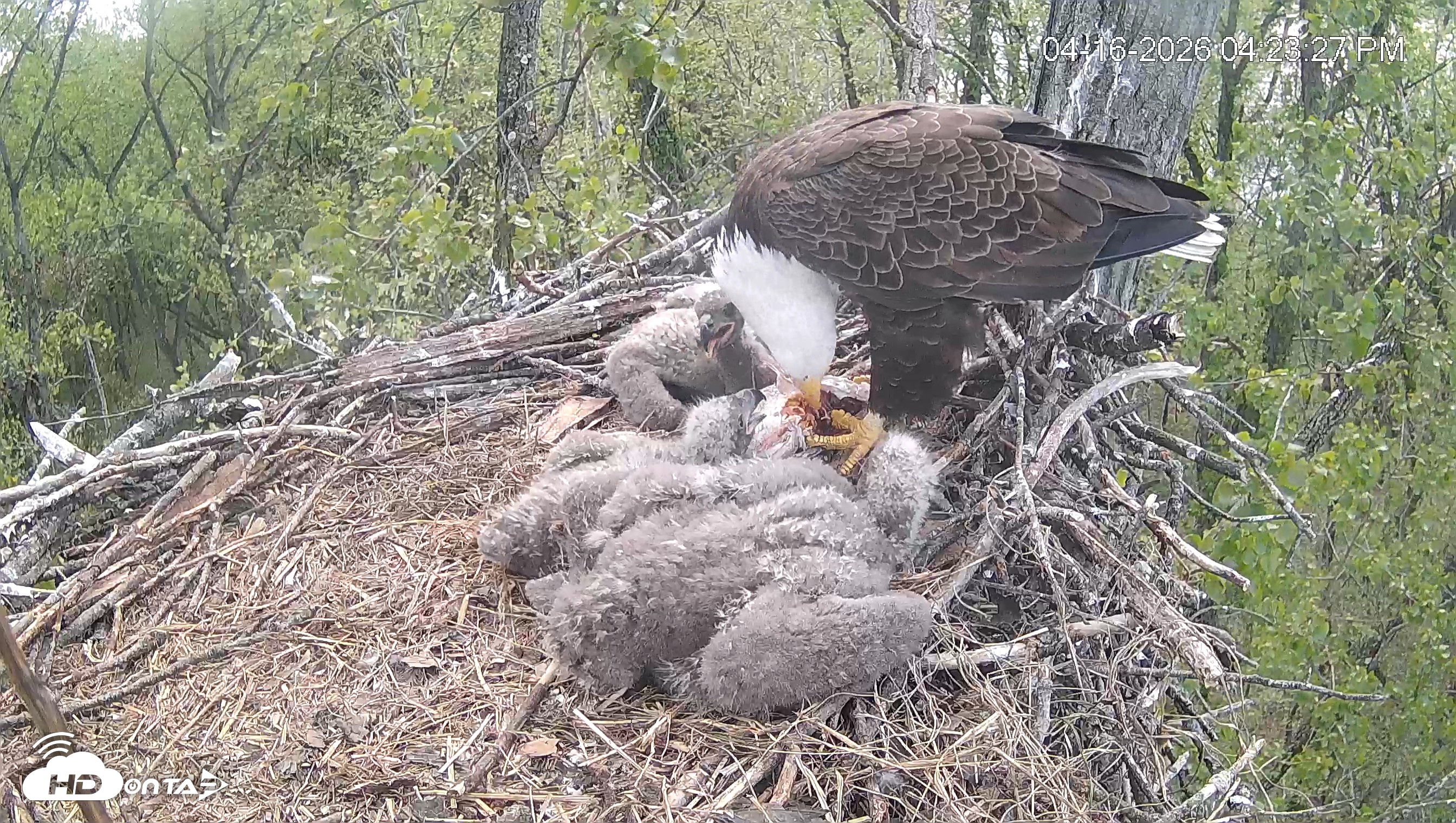Snapshot of Cardinal Land Conservancy Eagles Live Webcam taken Apr 16, 2026, 4:24pm EDT