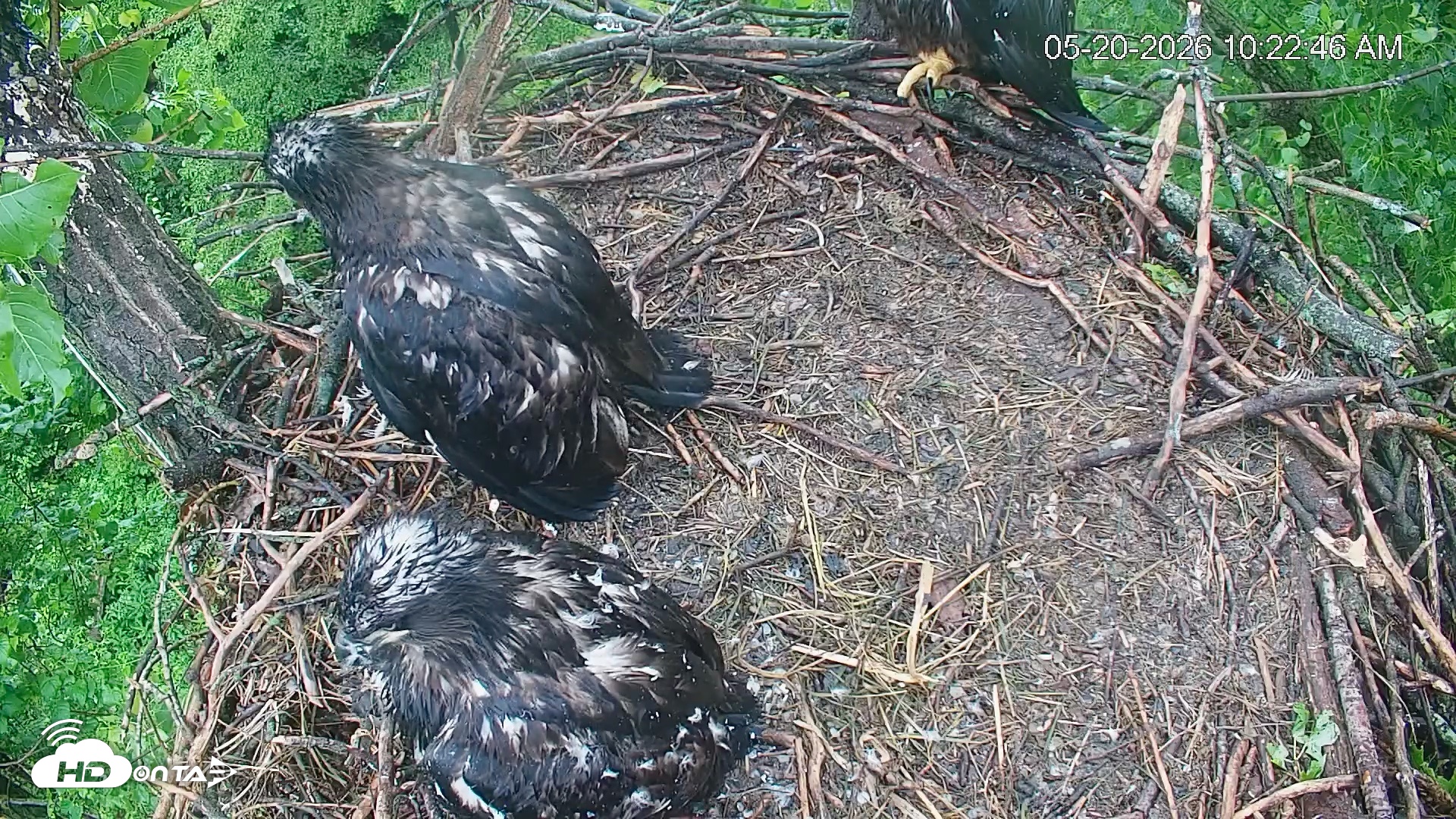 Snapshot of Cardinal Land Conservancy Eagles Live Webcam taken May 20, 2026, 10:25am EDT