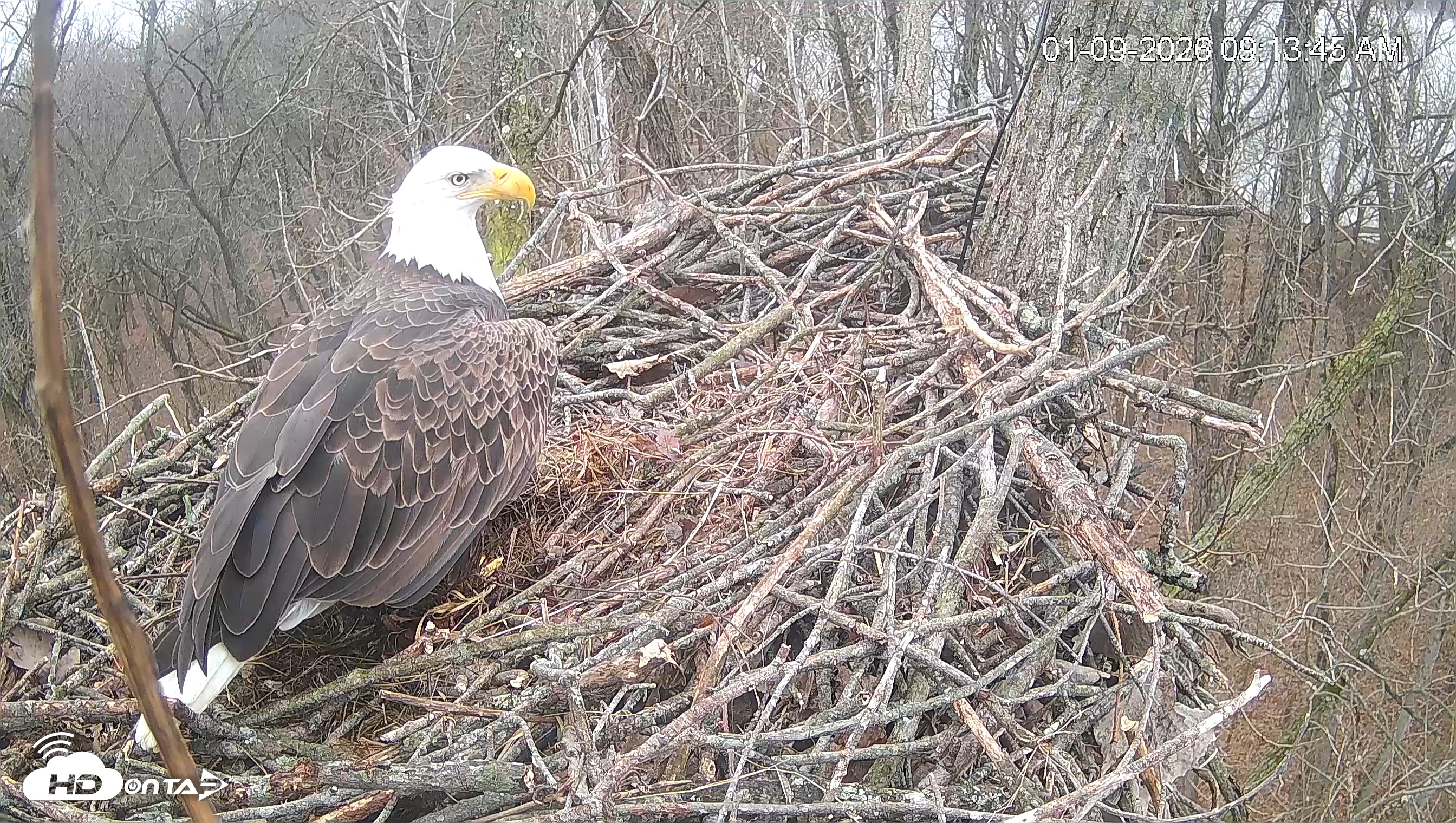 Snapshot of Cardinal Land Conservancy Eagles Live Webcam taken Jan 9, 2026, 9:14am EST