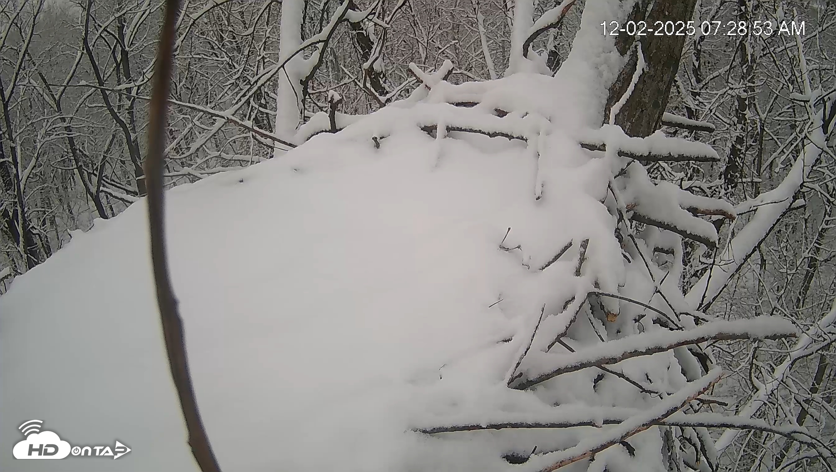 Snapshot of Cardinal Land Conservancy Eagles Live Webcam taken Dec 2, 2025, 7:29am EST