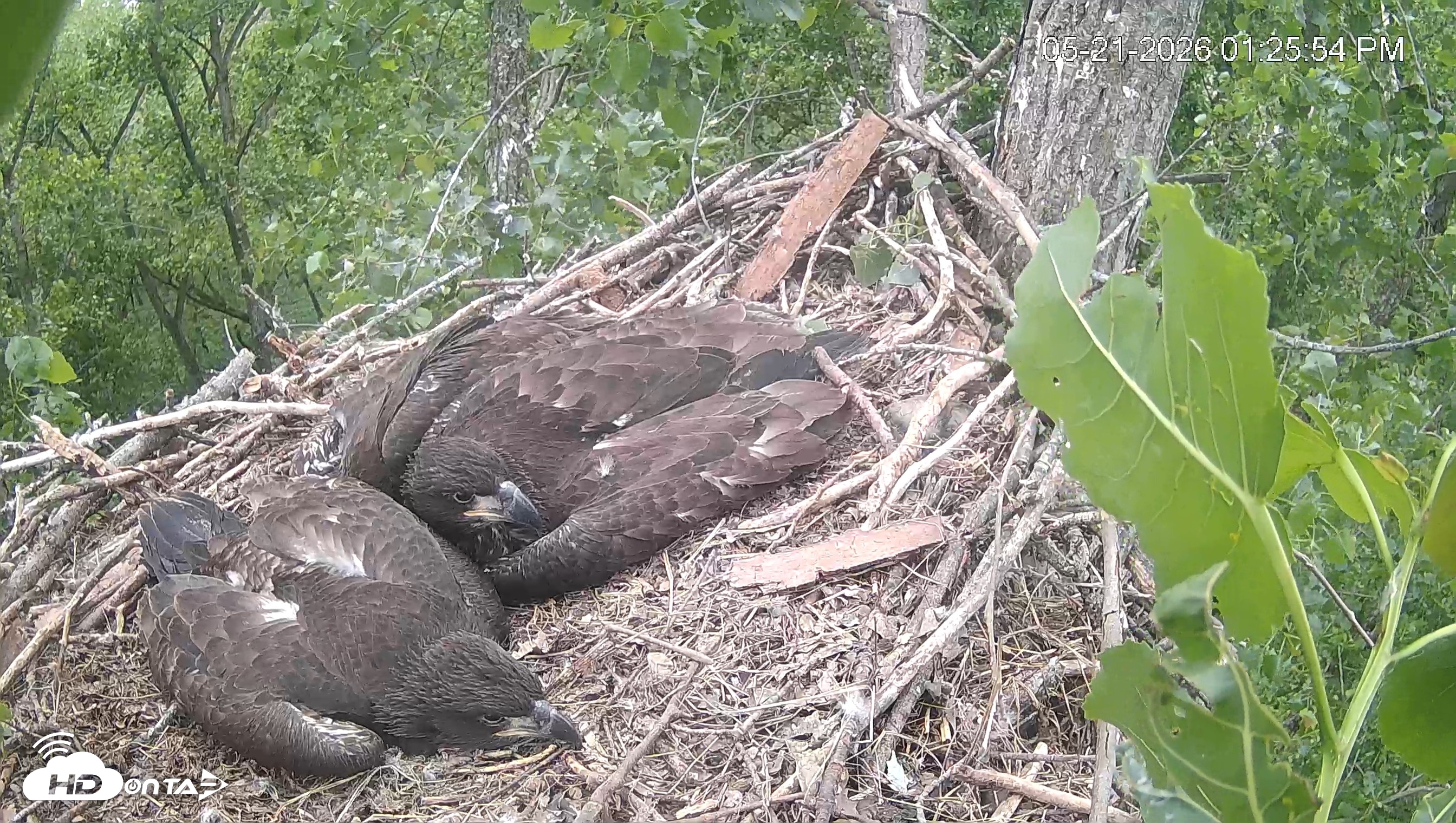 Snapshot of Cardinal Land Conservancy Eagles Live Webcam taken May 21, 2026, 1:26pm EDT
