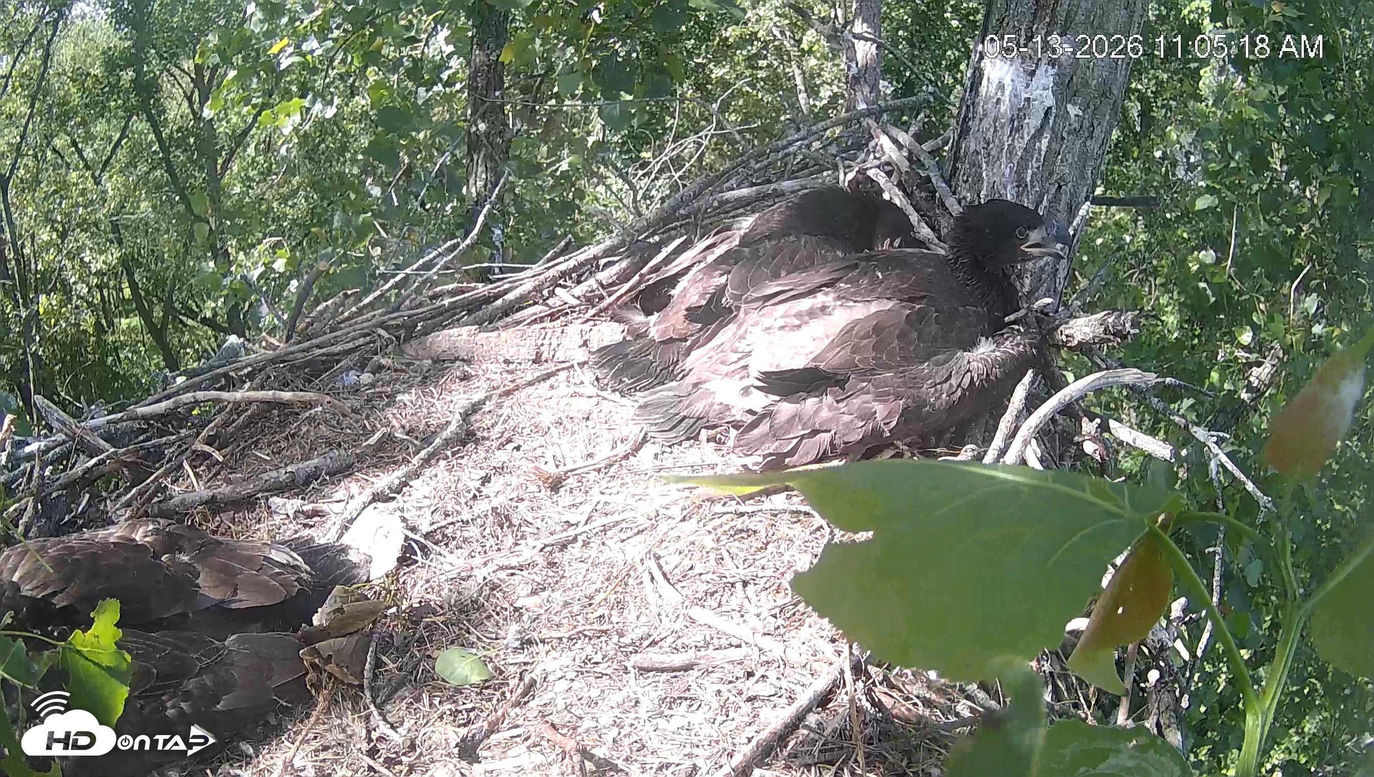 Snapshot of Cardinal Land Conservancy Eagles Live Webcam taken May 13, 2026, 11:06am EDT