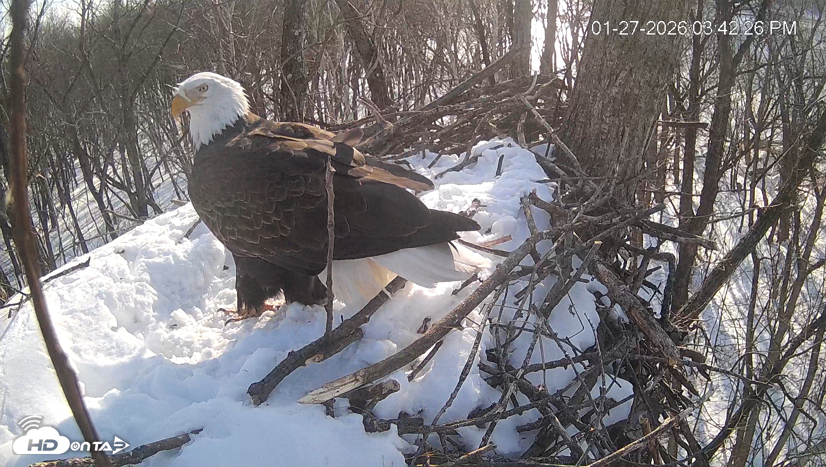 Snapshot of Cardinal Land Conservancy Eagles Live Webcam taken Jan 27, 2026, 3:43pm EST