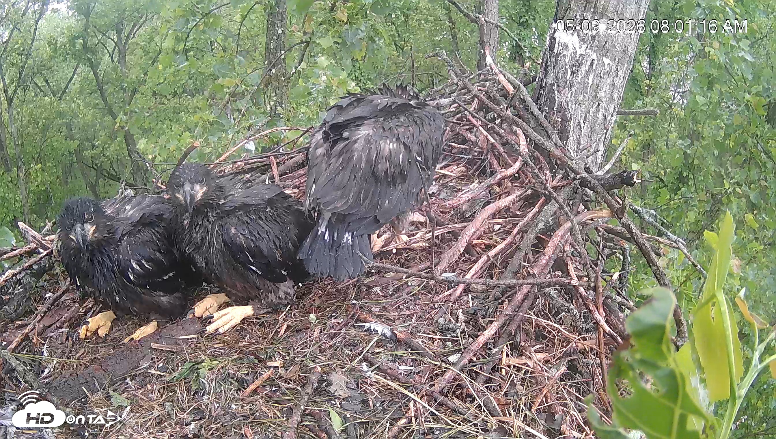 Snapshot of Cardinal Land Conservancy Eagles Live Webcam taken May 9, 2026, 8:02am EDT