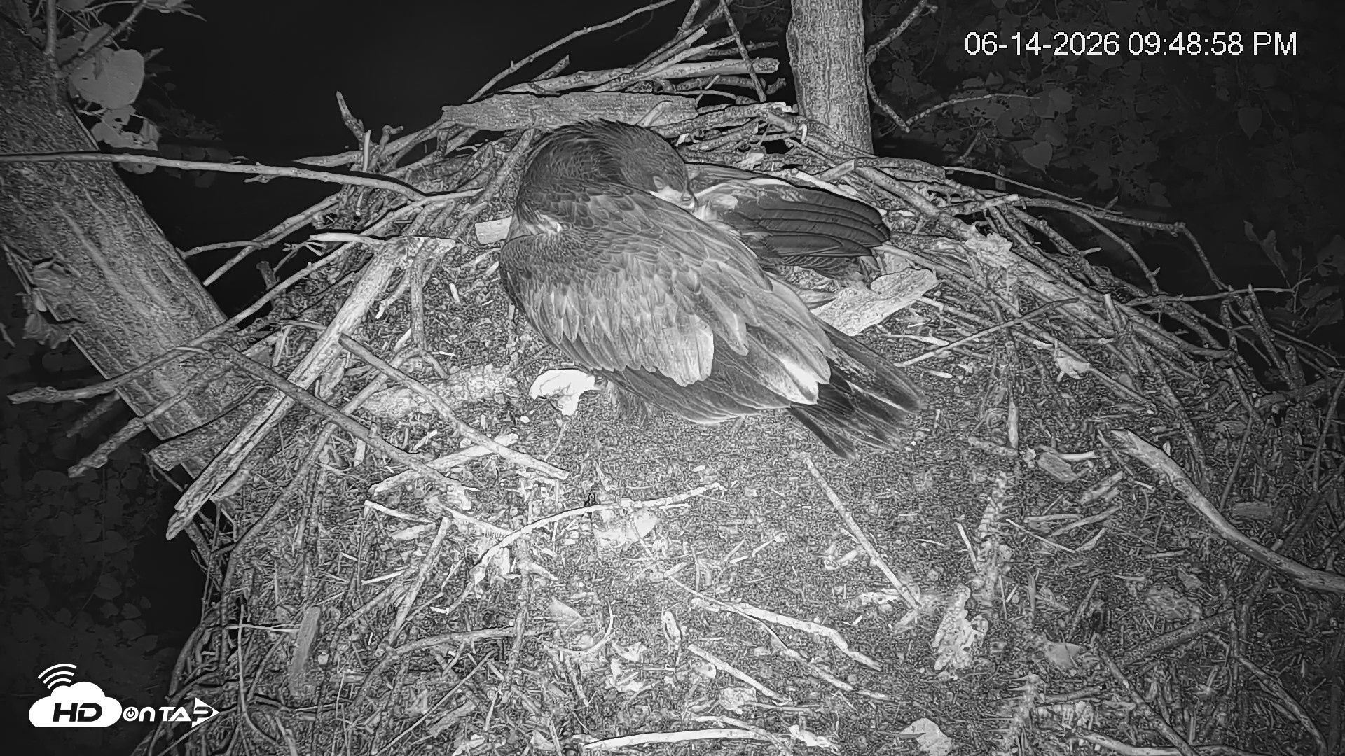 Snapshot of Cardinal Land Conservancy Eagles Live Webcam taken Jun 14, 2026, 9:49pm EDT