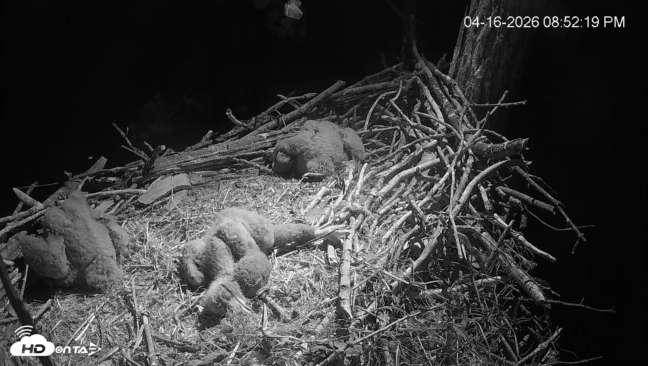 Snapshot of Cardinal Land Conservancy Eagles Live Webcam taken Apr 16, 2026, 8:54pm EDT