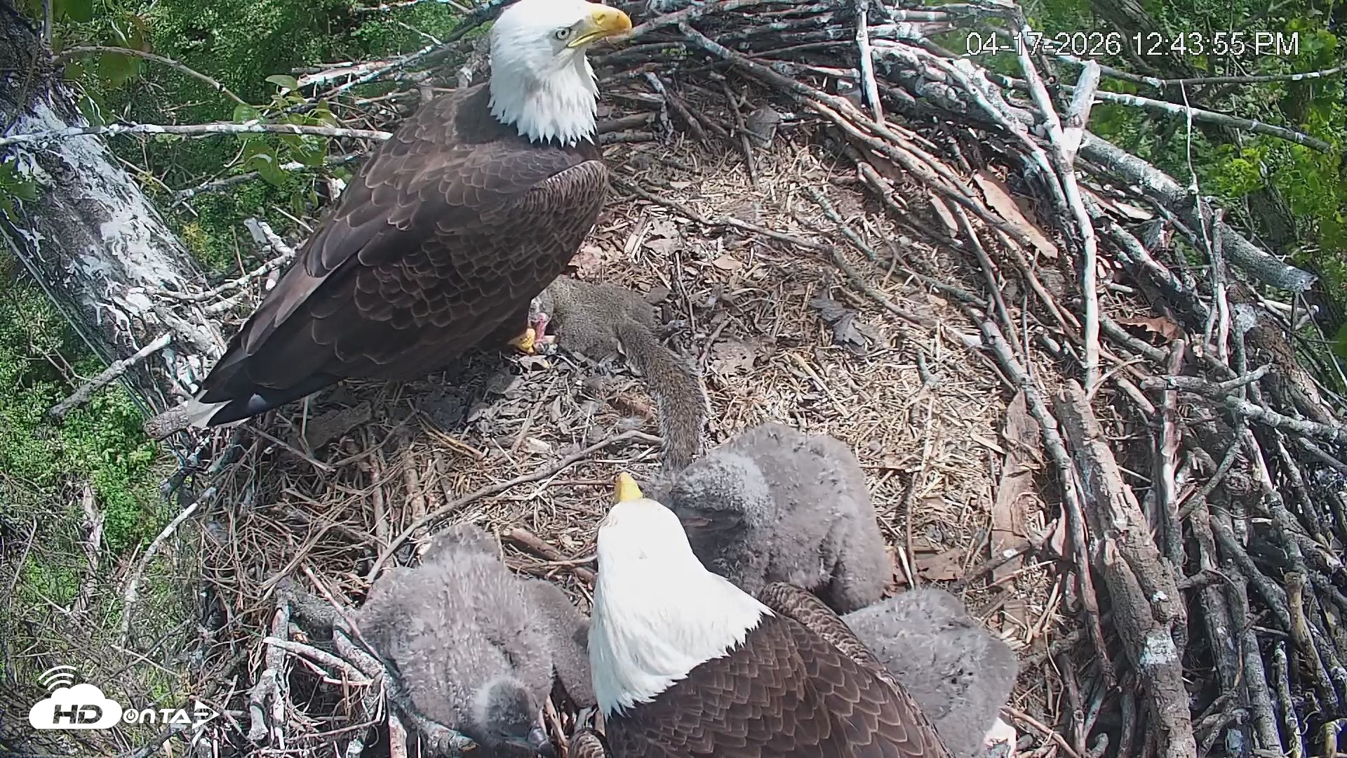 Snapshot of Cardinal Land Conservancy Eagles Live Webcam taken Apr 17, 2026, 12:47pm EDT