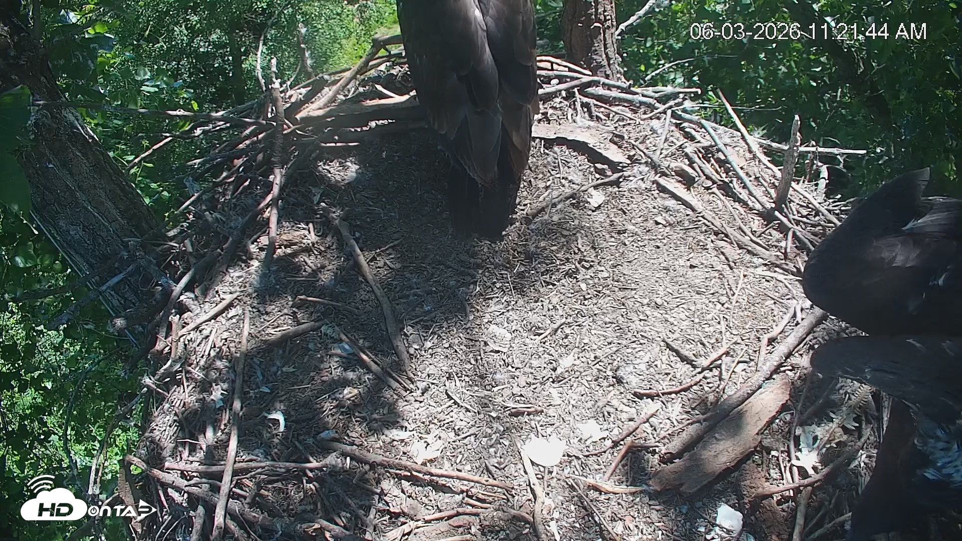 Snapshot of Cardinal Land Conservancy Eagles Live Webcam taken Jun 3, 2026, 11:24am EDT