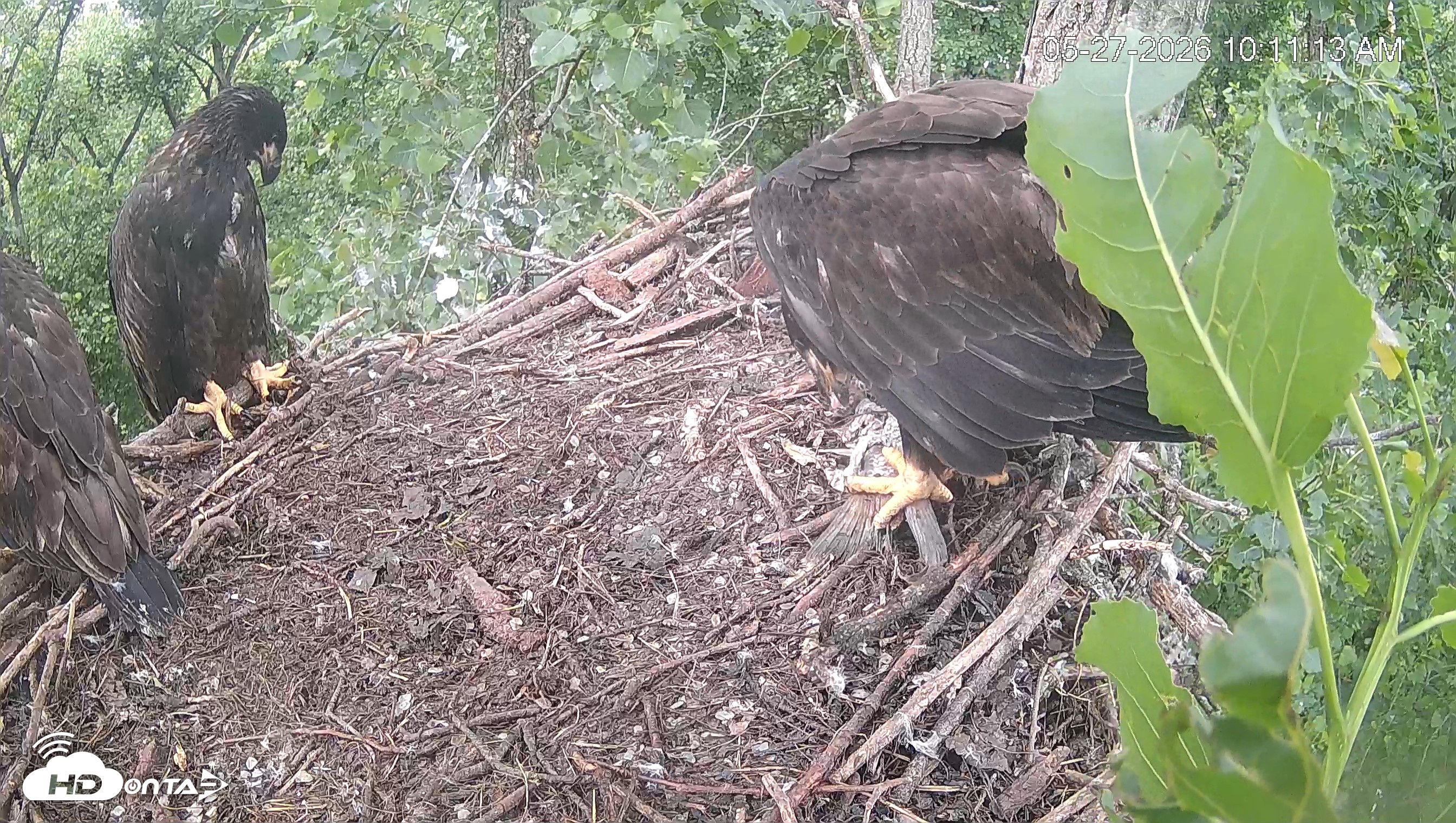 Snapshot of Cardinal Land Conservancy Eagles Live Webcam taken May 27, 2026, 10:11am EDT