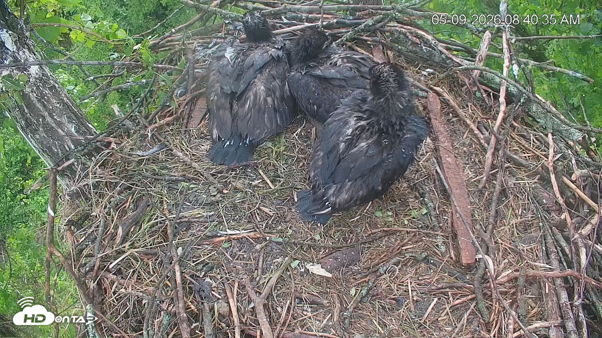 Snapshot of Cardinal Land Conservancy Eagles Live Webcam taken May 9, 2026, 8:42am EDT