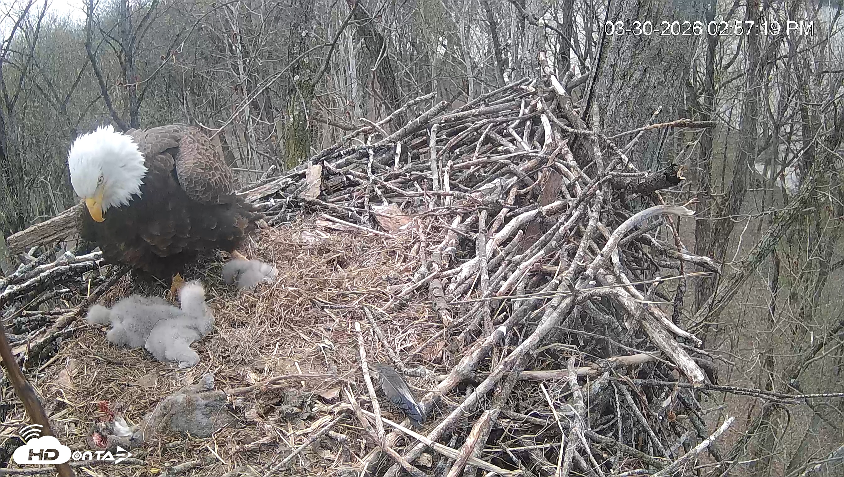 Snapshot of Cardinal Land Conservancy Eagles Live Webcam taken Mar 30, 2026, 2:58pm EDT