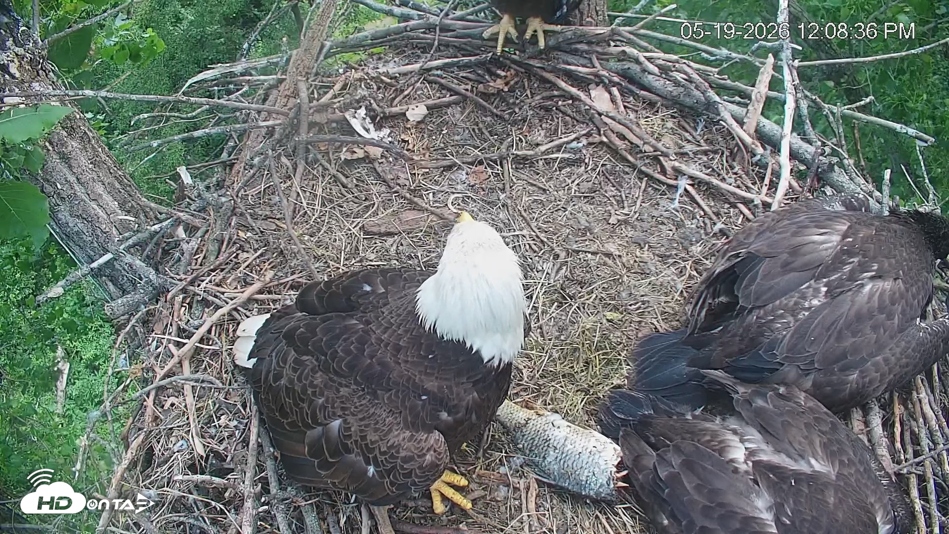 Snapshot of Cardinal Land Conservancy Eagles Live Webcam taken May 19, 2026, 12:09pm EDT