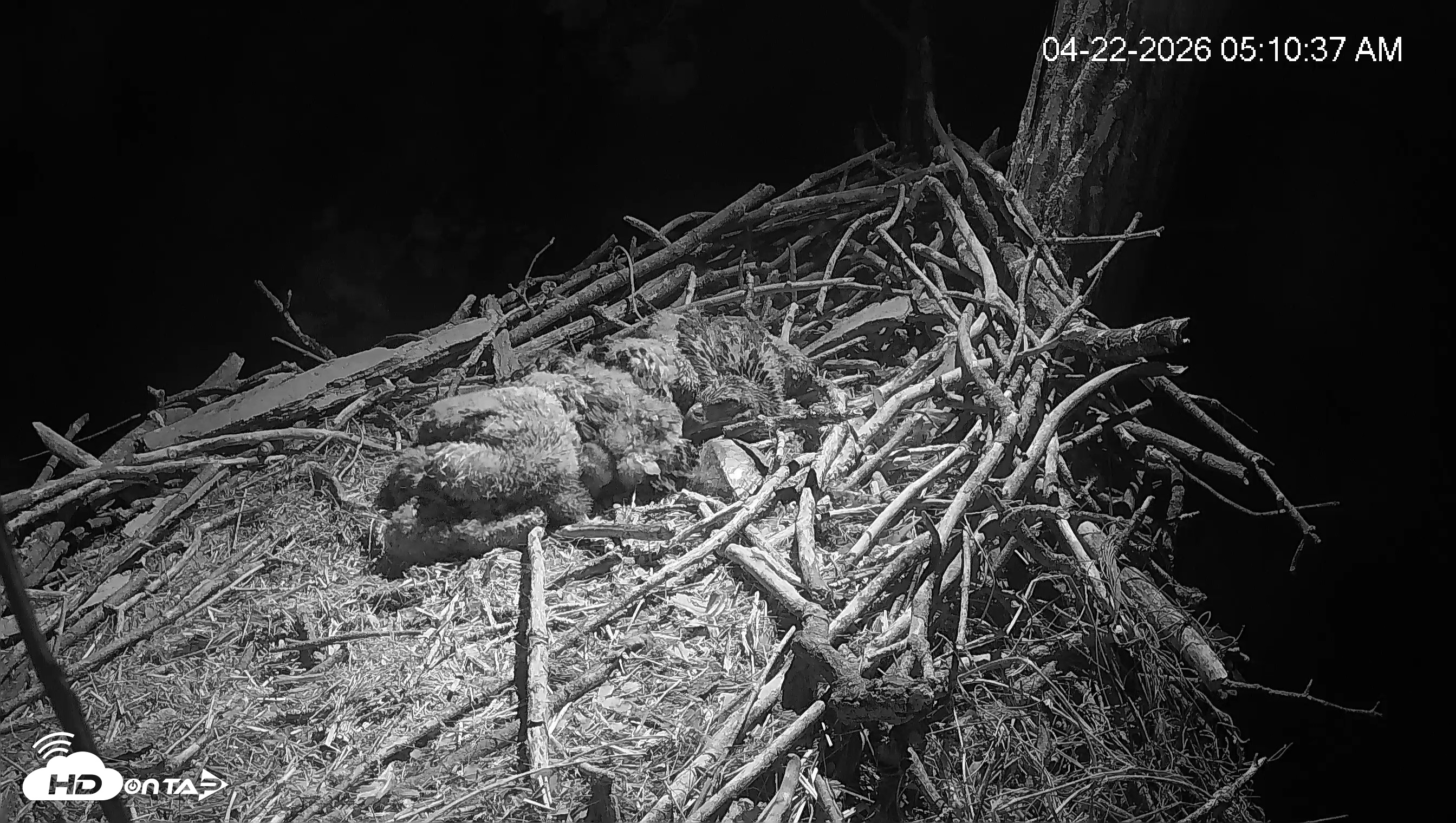 Snapshot of Cardinal Land Conservancy Eagles Live Webcam taken Apr 22, 2026, 5:11am EDT