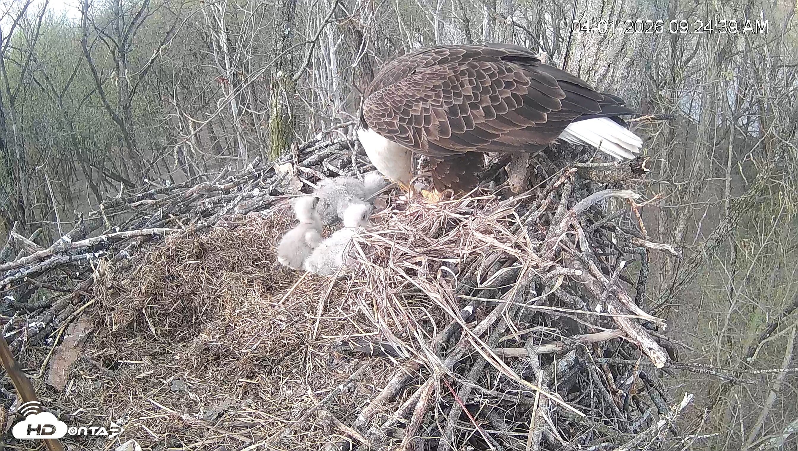 Snapshot of Cardinal Land Conservancy Eagles Live Webcam taken Apr 1, 2026, 9:25am EDT