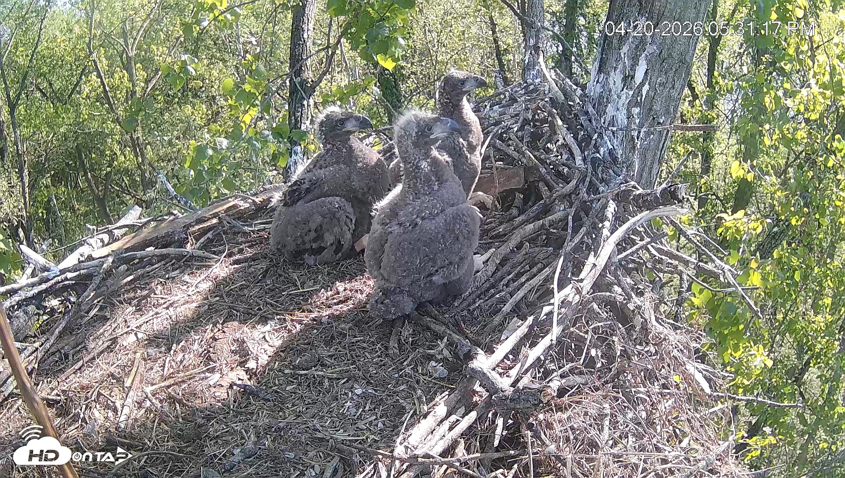 Snapshot of Cardinal Land Conservancy Eagles Live Webcam taken Apr 20, 2026, 5:31pm EDT