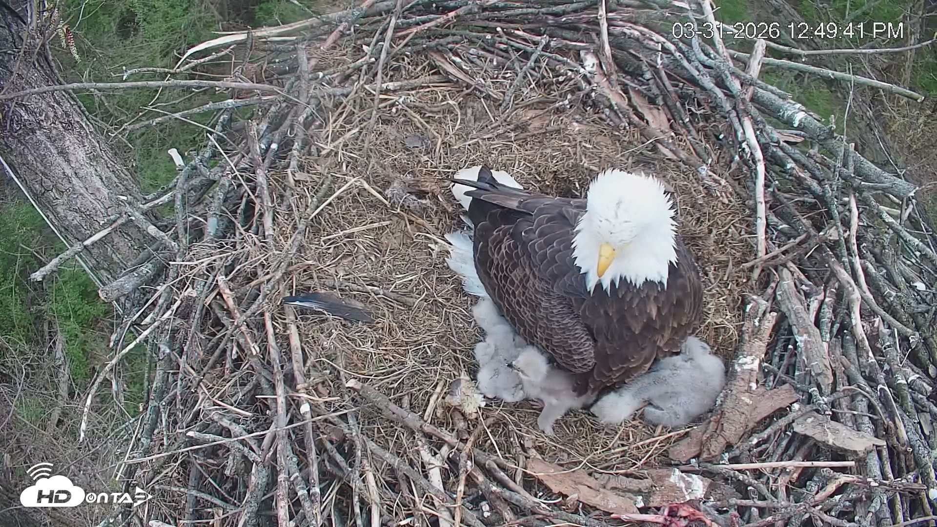 Snapshot of Cardinal Land Conservancy Eagles Live Webcam taken Mar 31, 2026, 12:50pm EDT